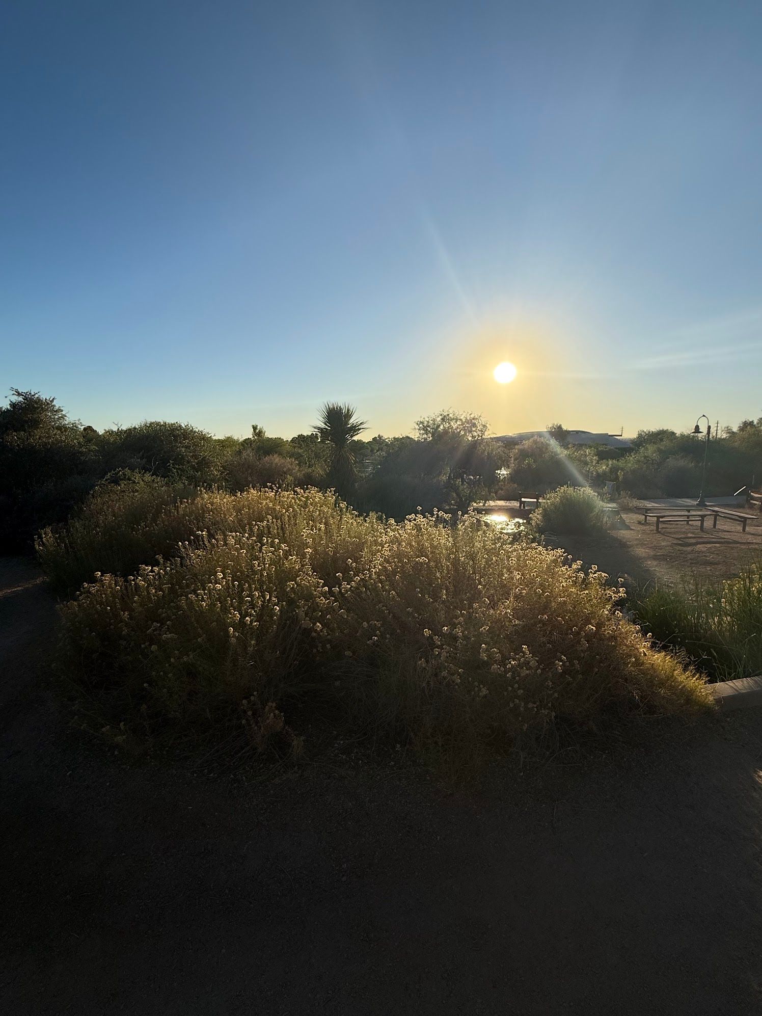 Golden sunset over desert wildflowers and shrubs under clear blue sky.