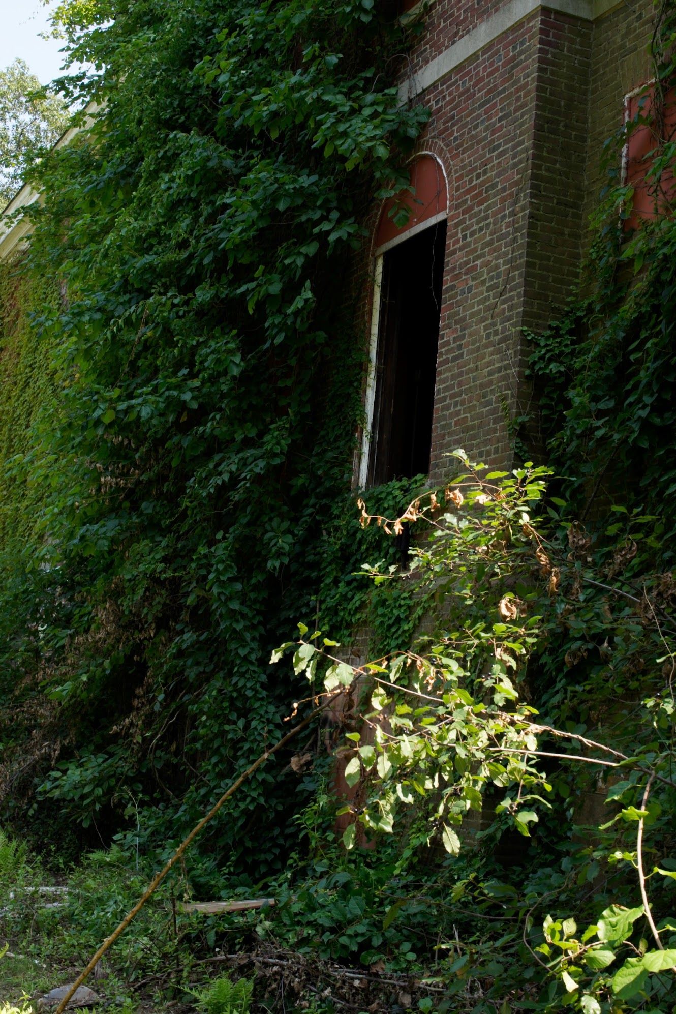 Overgrown ivy and vines cover the red brick wall of an abandoned building with an open, dark arched window.