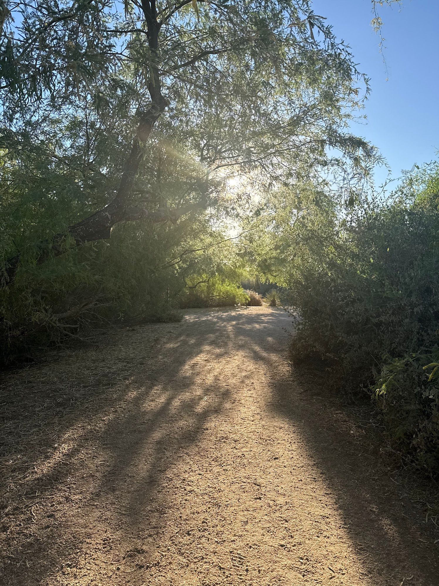Sunlit dirt trail through lush desert vegetation with dappled shadows.