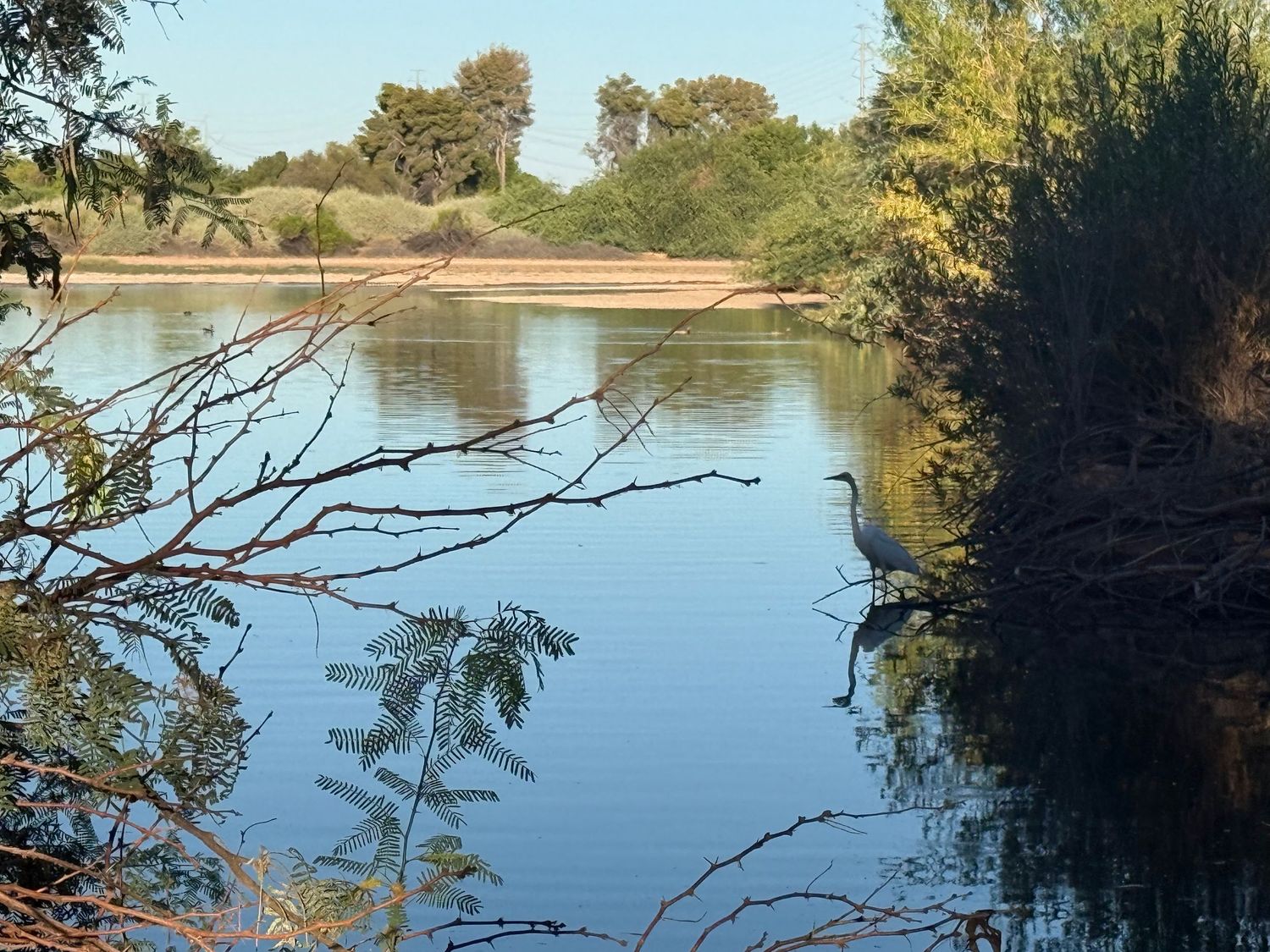 Great blue heron standing near calm river surrounded by desert trees.