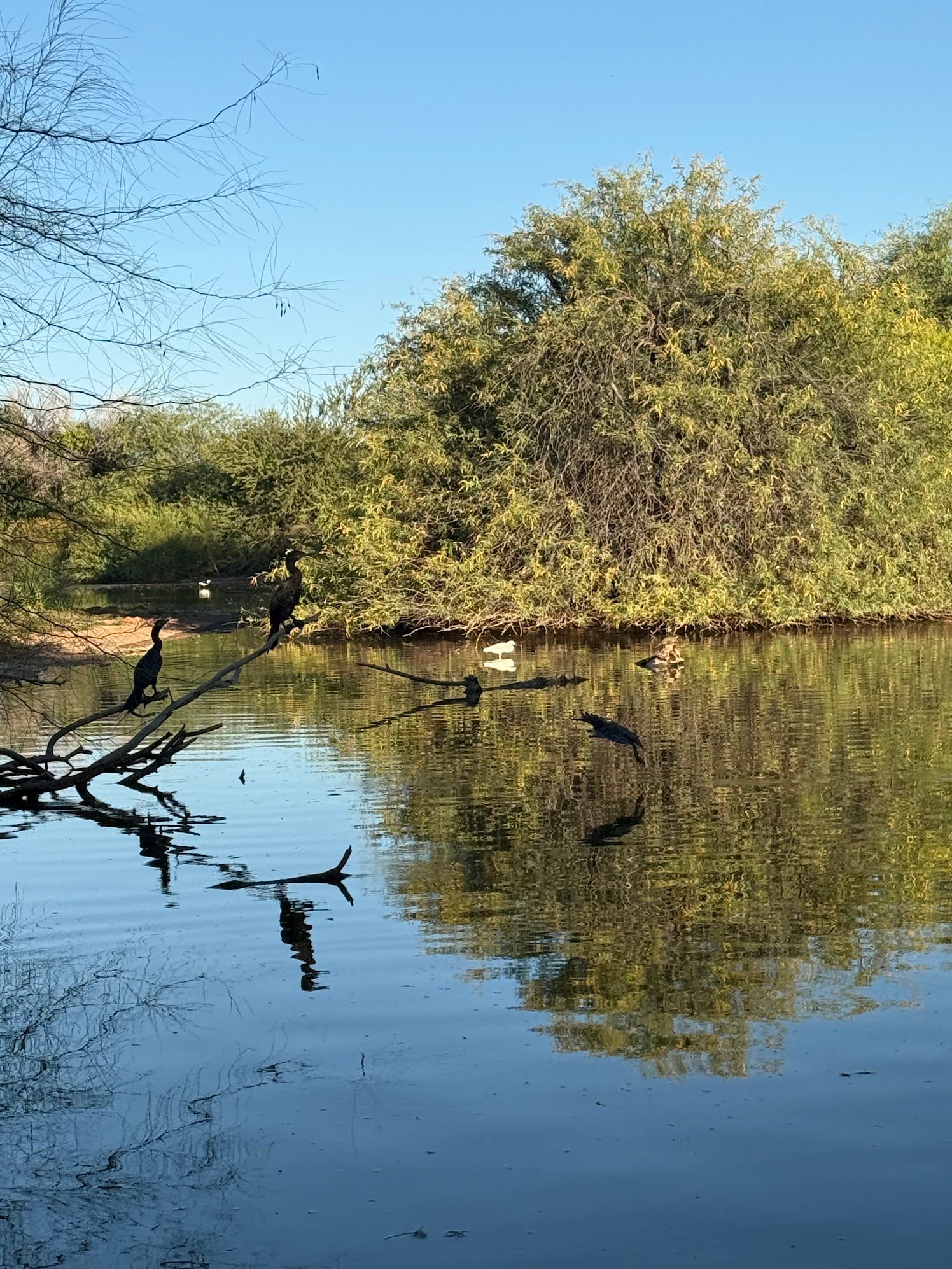 Cormorants perched on fallen branch reflected in calm desert river.