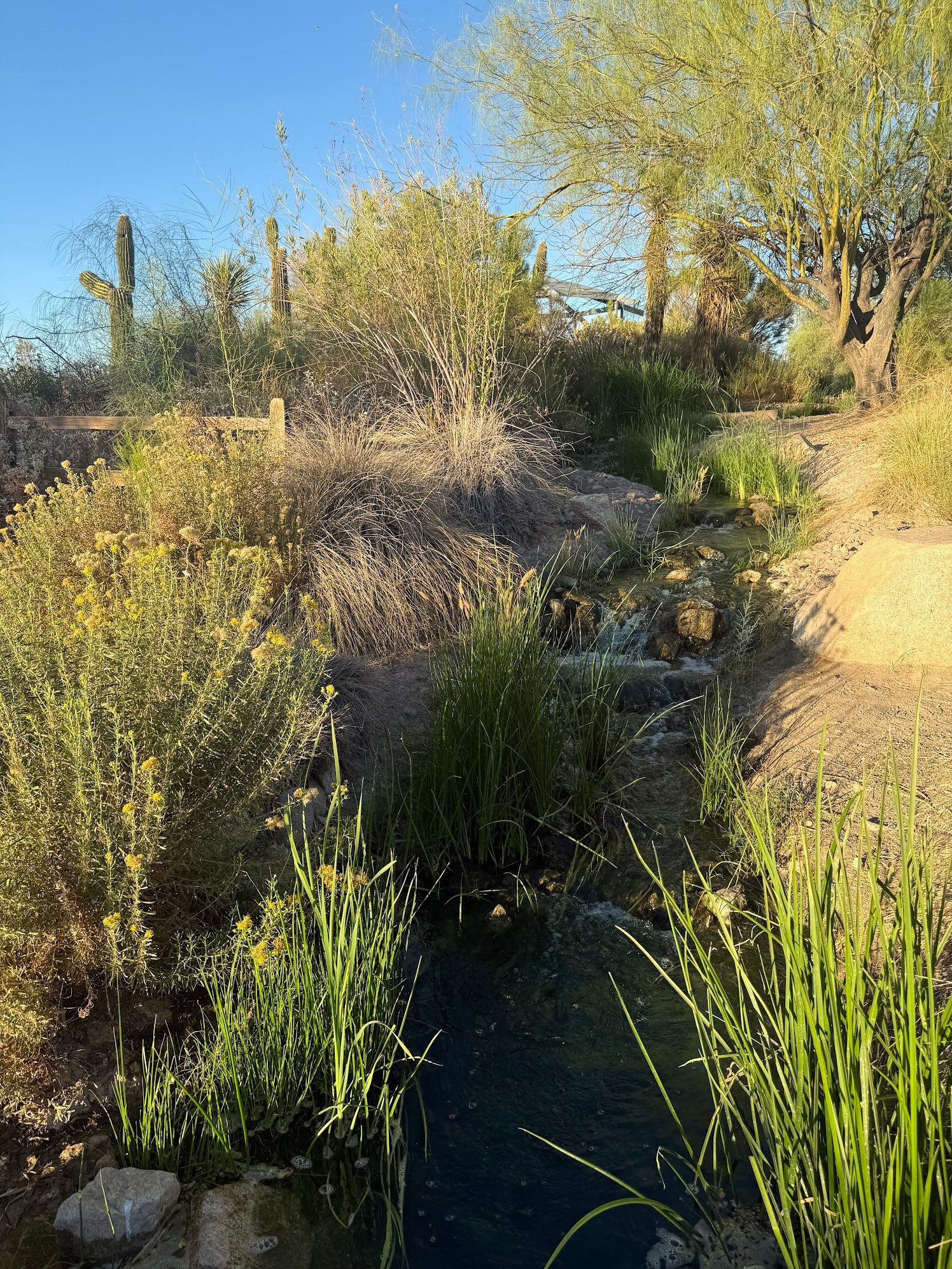 Desert garden stream with native plants, cacti, and flowing water under blue sky.