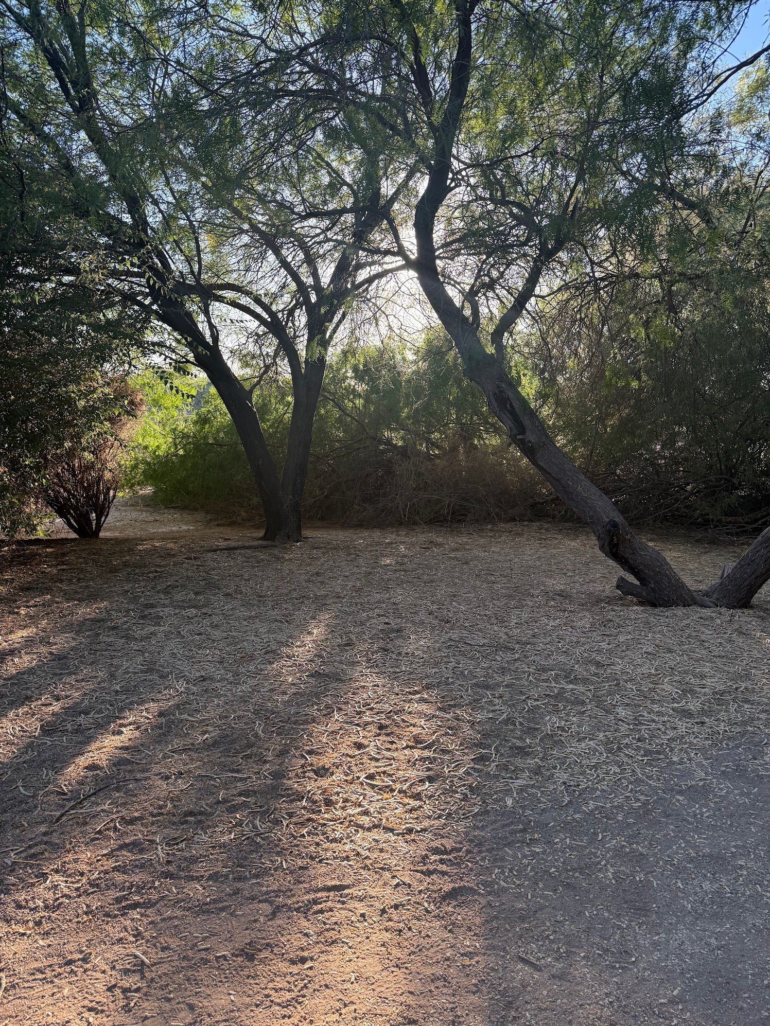 Sunlight filtering through mesquite trees casting shadows on dry desert ground path.