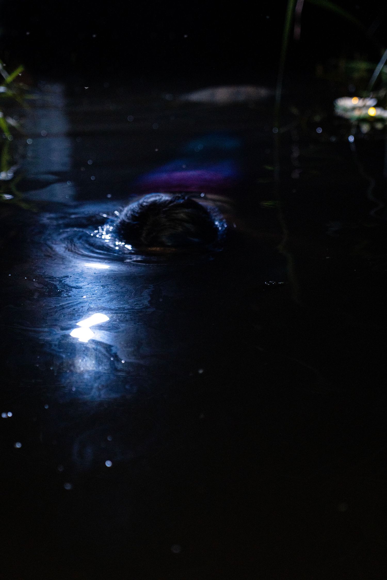 A small animal swimming in dark water at night, illuminated by a single light reflection on the surface.