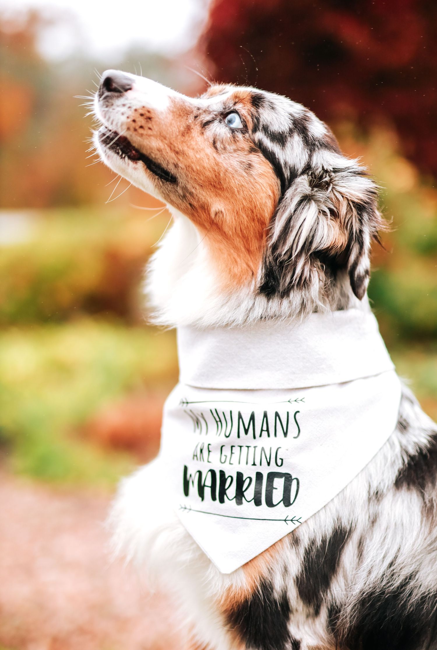 Australian Shepherd dog with a bandana 