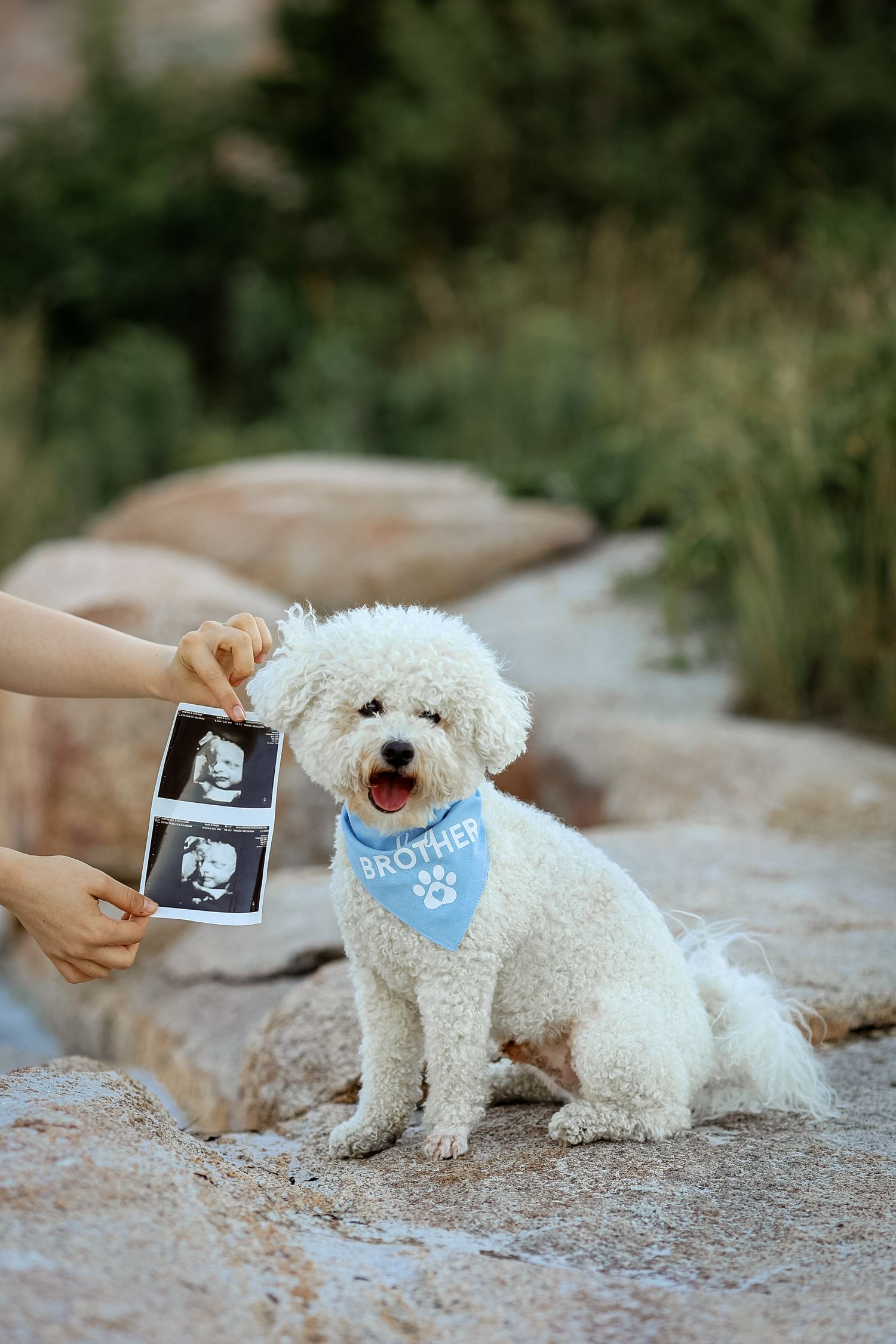 White fluffy dog wearing a blue Brother bandana sits on rocks holding ultrasound photos for a pregnancy announcement.