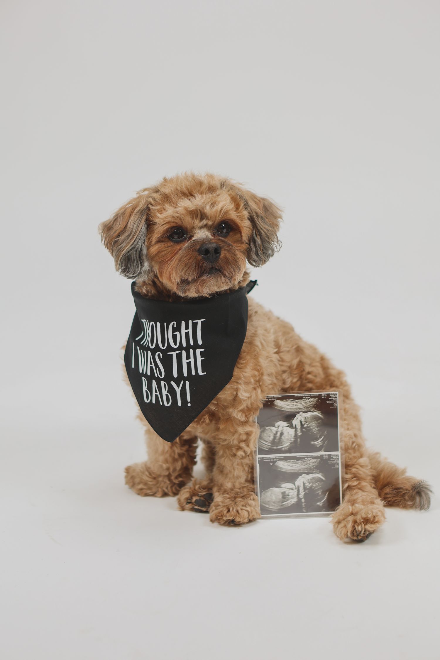 Cute curly dog wearing a black bandana saying I thought I was the baby with ultrasound photos beside it.