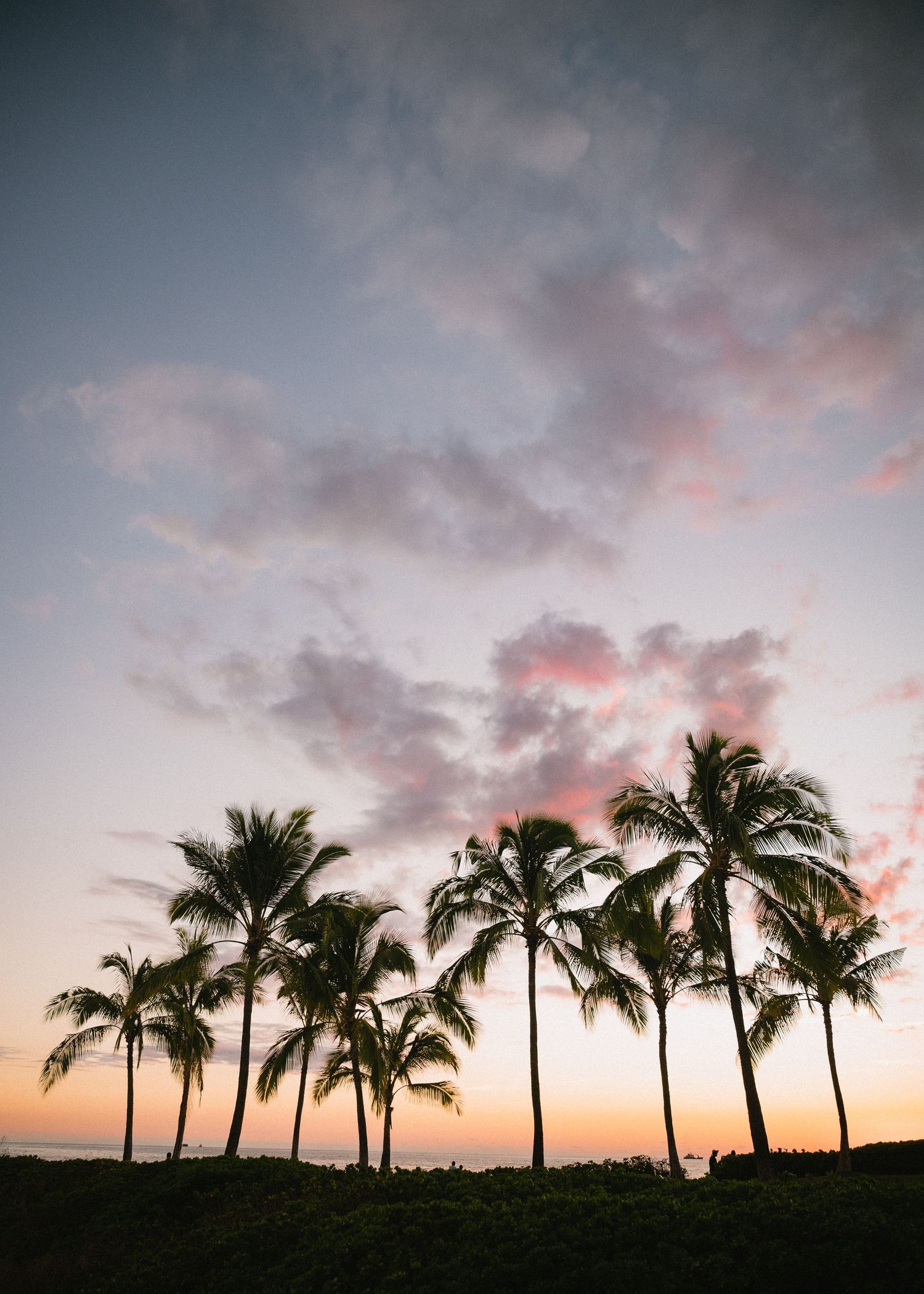 Row of silhouetted palm trees against a dramatic pink and purple sunset sky creating a tropical paradise scene.