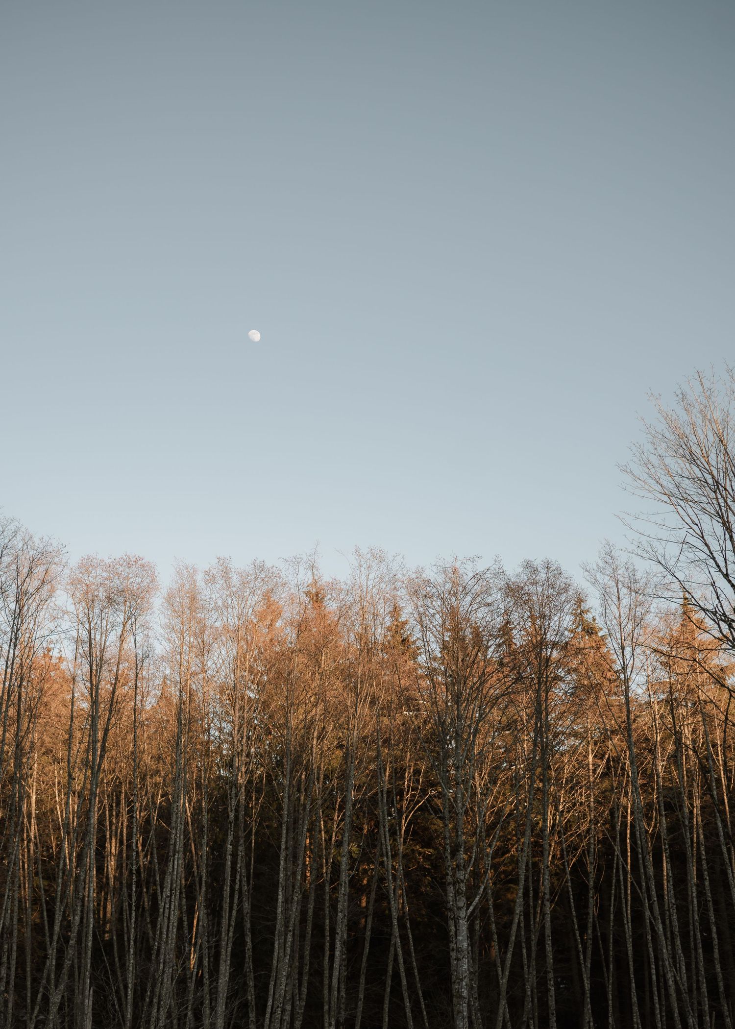Bare winter trees silhouetted against a pale sky with a faint moon above during golden hour.