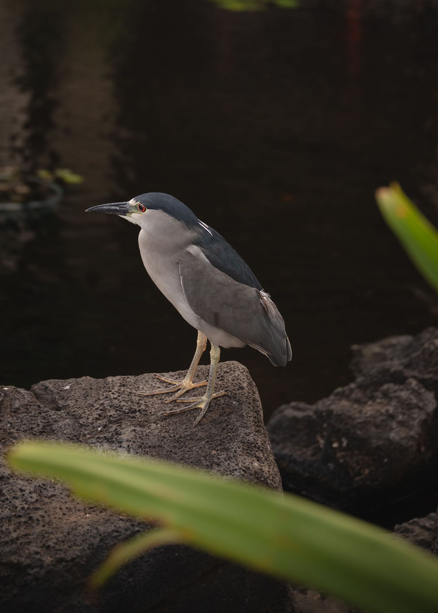 Black-crowned night heron perched on a dark lava rock beside still water, framed by green tropical leaves.