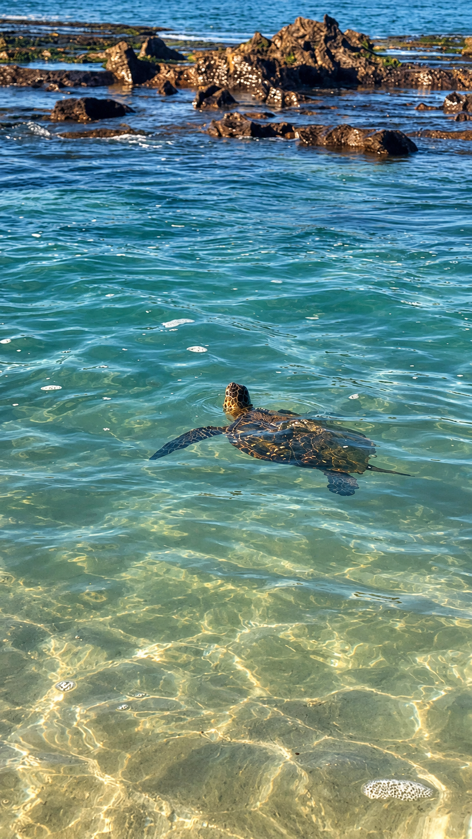 A green sea turtle swims through clear turquoise shallow water near dark volcanic rocks along a sunlit tropical shoreline.