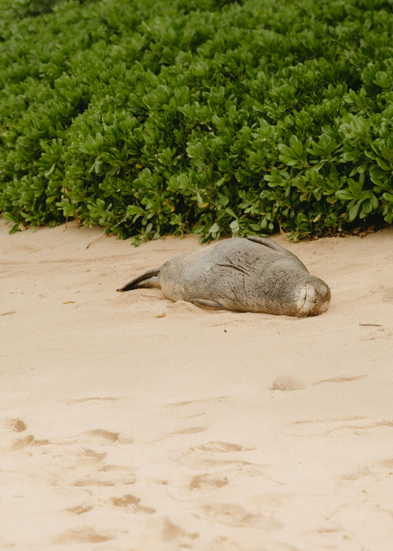 Hawaiian monk seal resting on sandy beach next to green foliage at the shoreline.