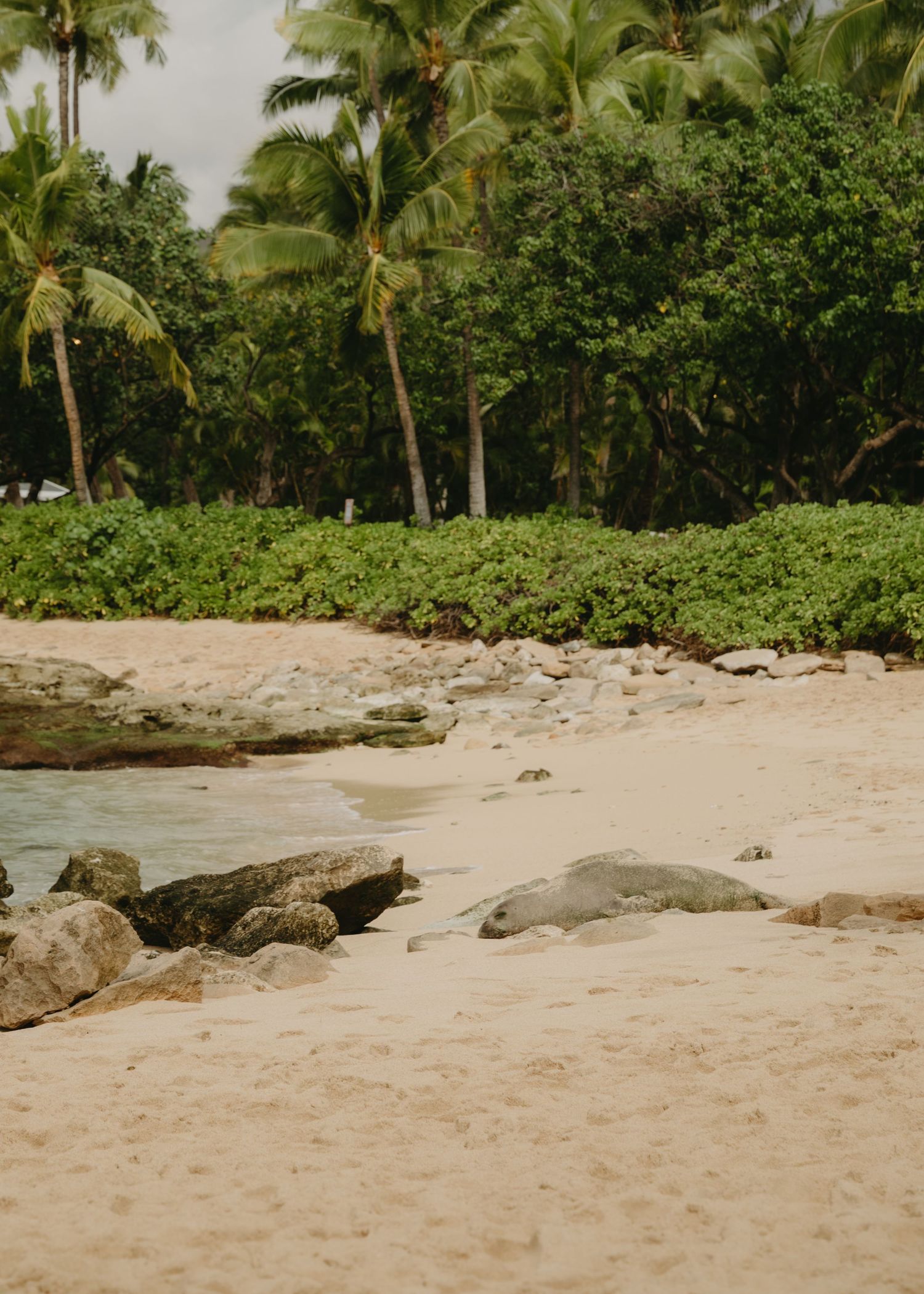 Panoramic view of a serene tropical beach with palm trees, soft sand, and large rocks along the shoreline.