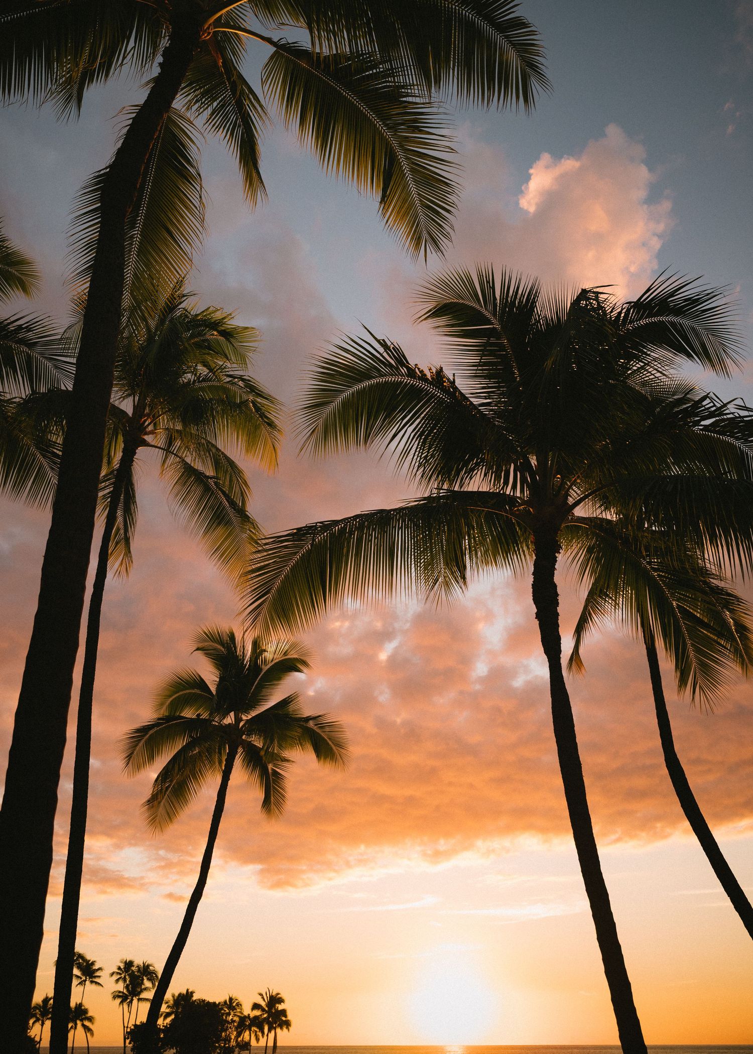 Tall palm trees silhouetted against a vibrant orange sunset sky with golden sunlight reflecting on tropical waters.