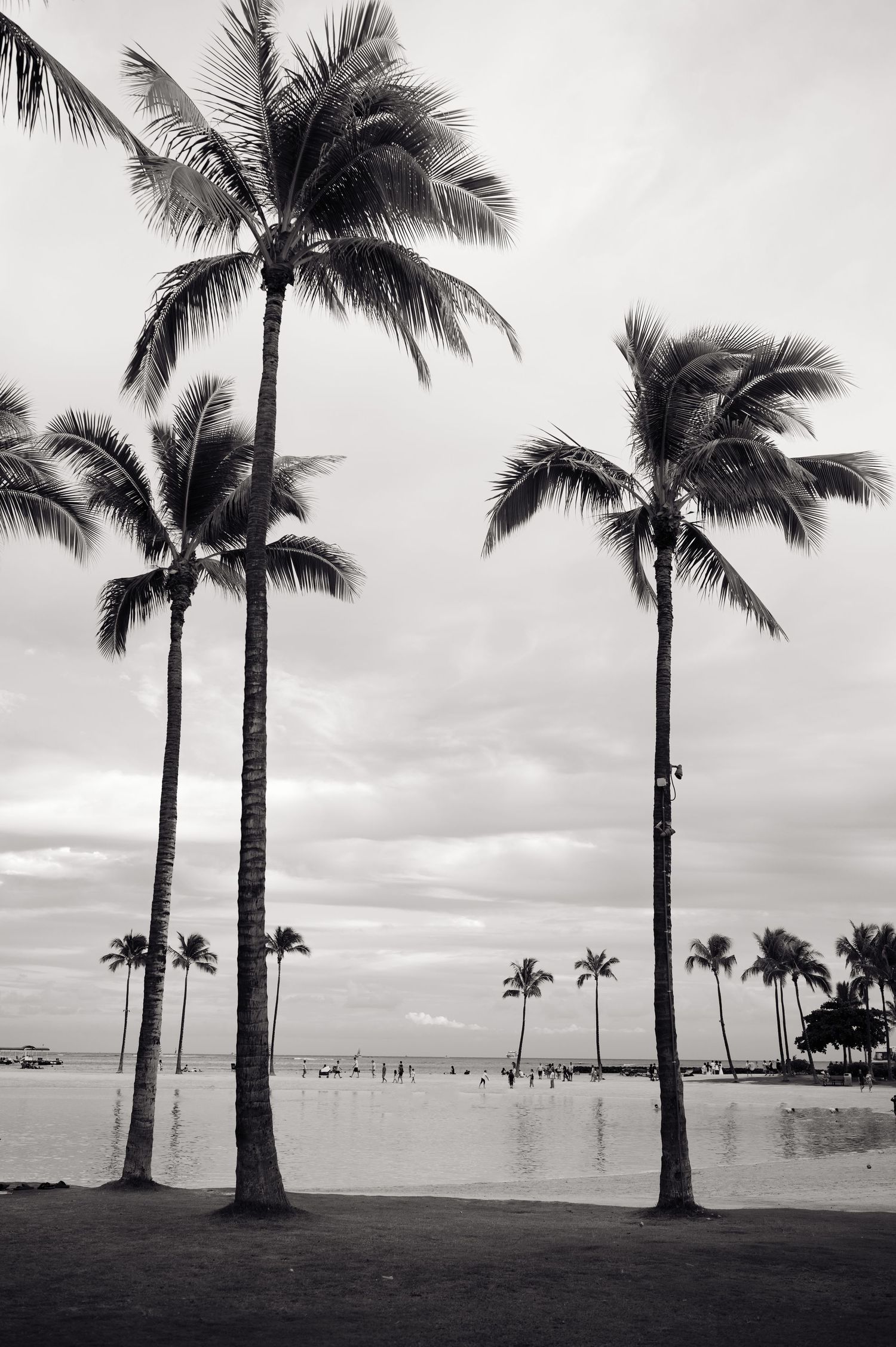 Black and white photograph of palm trees silhouetted against a cloudy sky at a Hawaiian beach.