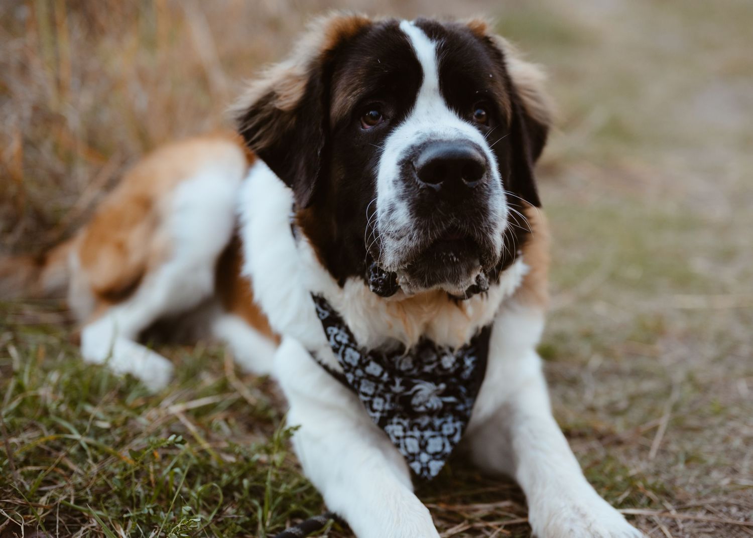 Close-up portrait of a Saint Bernard dog wearing a decorative bandana lying on grass outdoors.