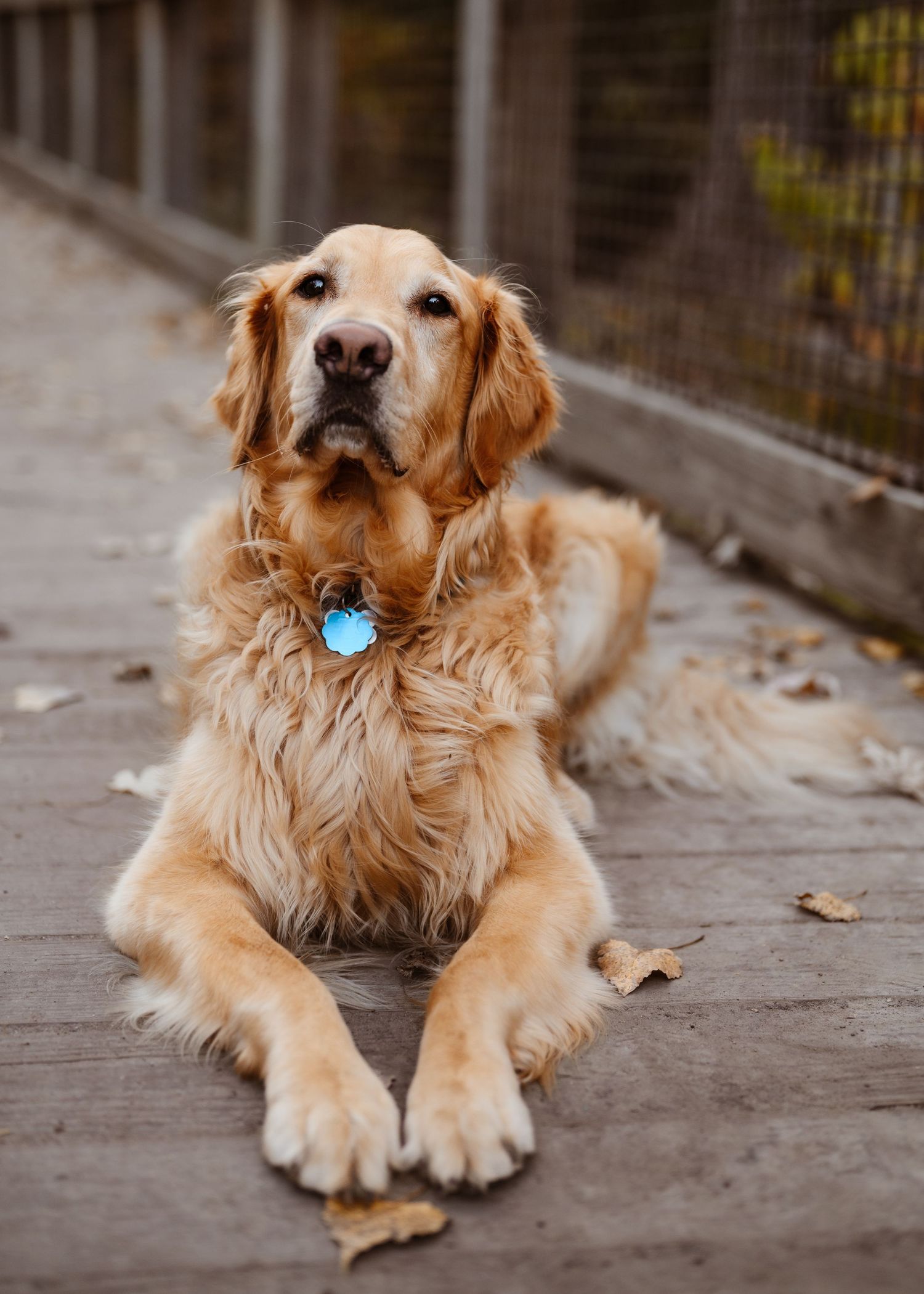 Beautiful golden retriever lying on a wooden bridge deck wearing a blue tag collar.