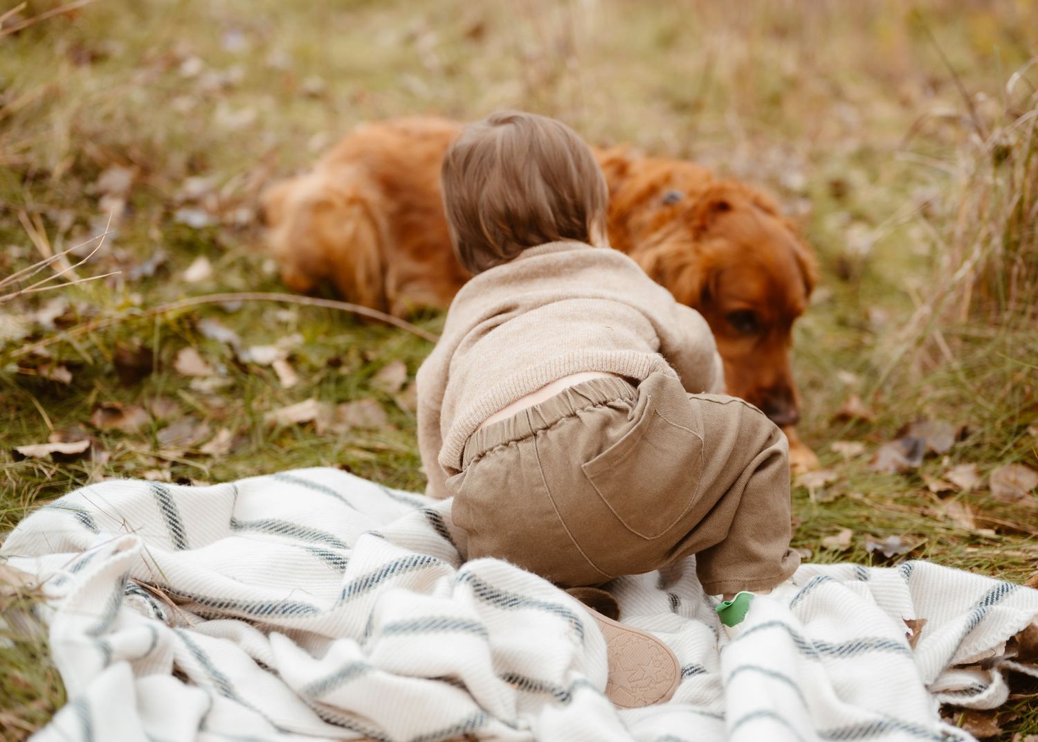Baby in tan outfit sitting on a blanket outdoors with a golden retriever dog in autumn leaves.