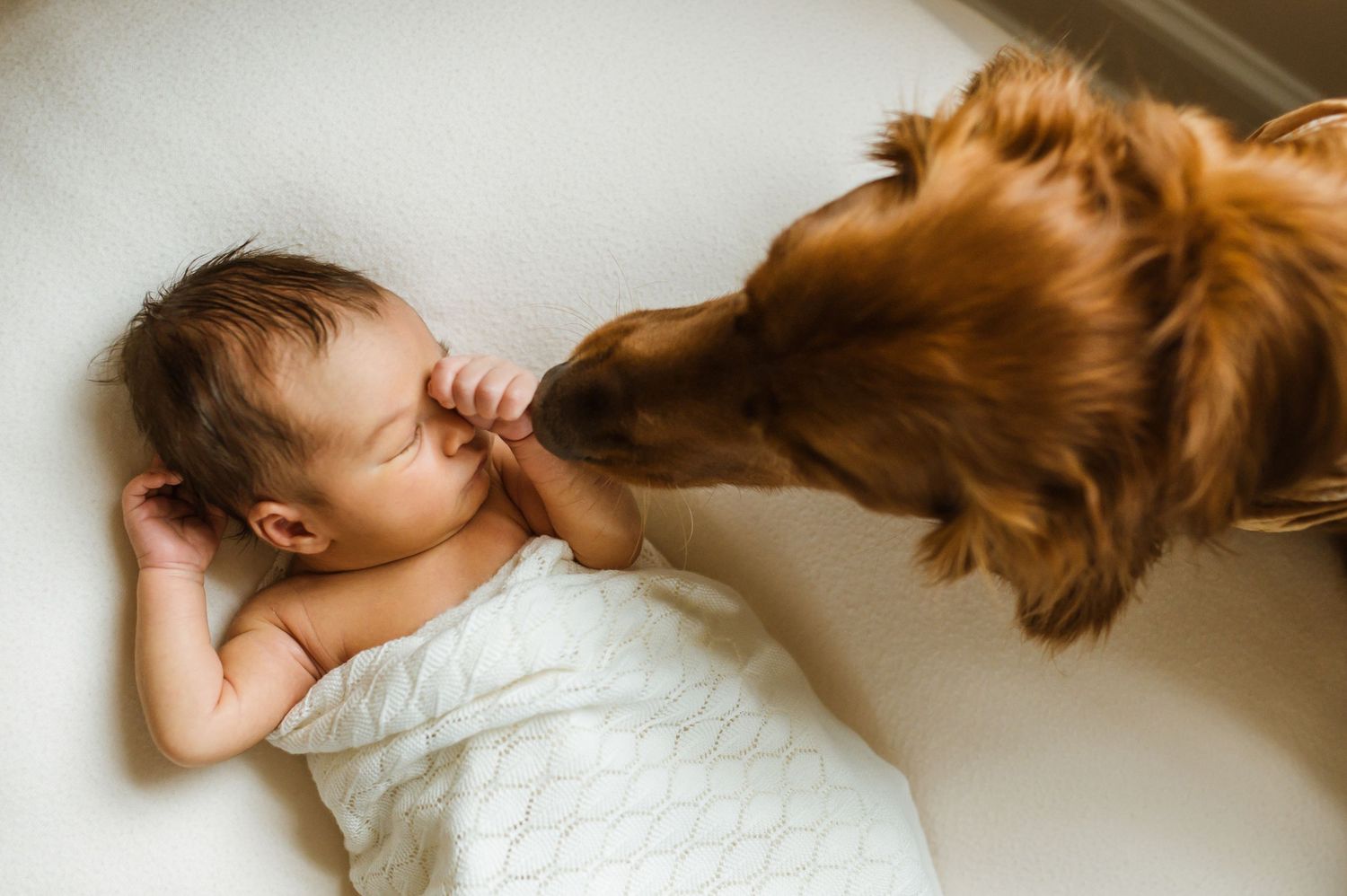 A golden retriever gently sniffs a sleeping newborn baby wrapped in white. Minneapolis Newborn Photoshoot.