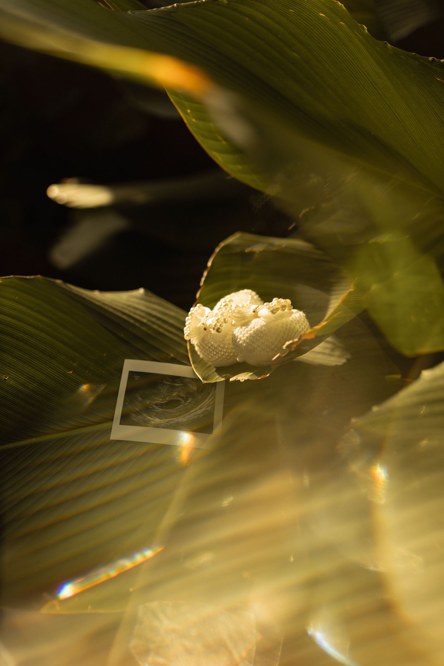 Artistic flat lay of ultrasound photo and white knitted booties on tropical green leaves with golden light.