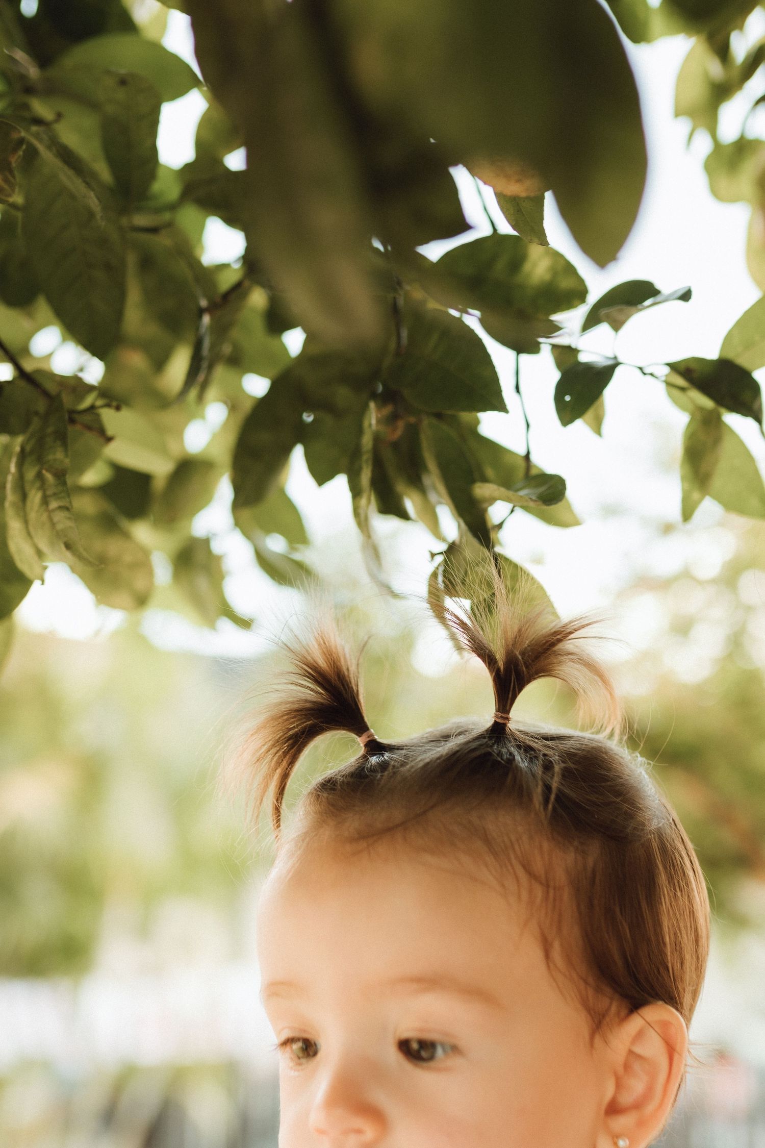 A young child stands under a green apple tree, with a ripe apple resting on top of her pigtails outdoors.