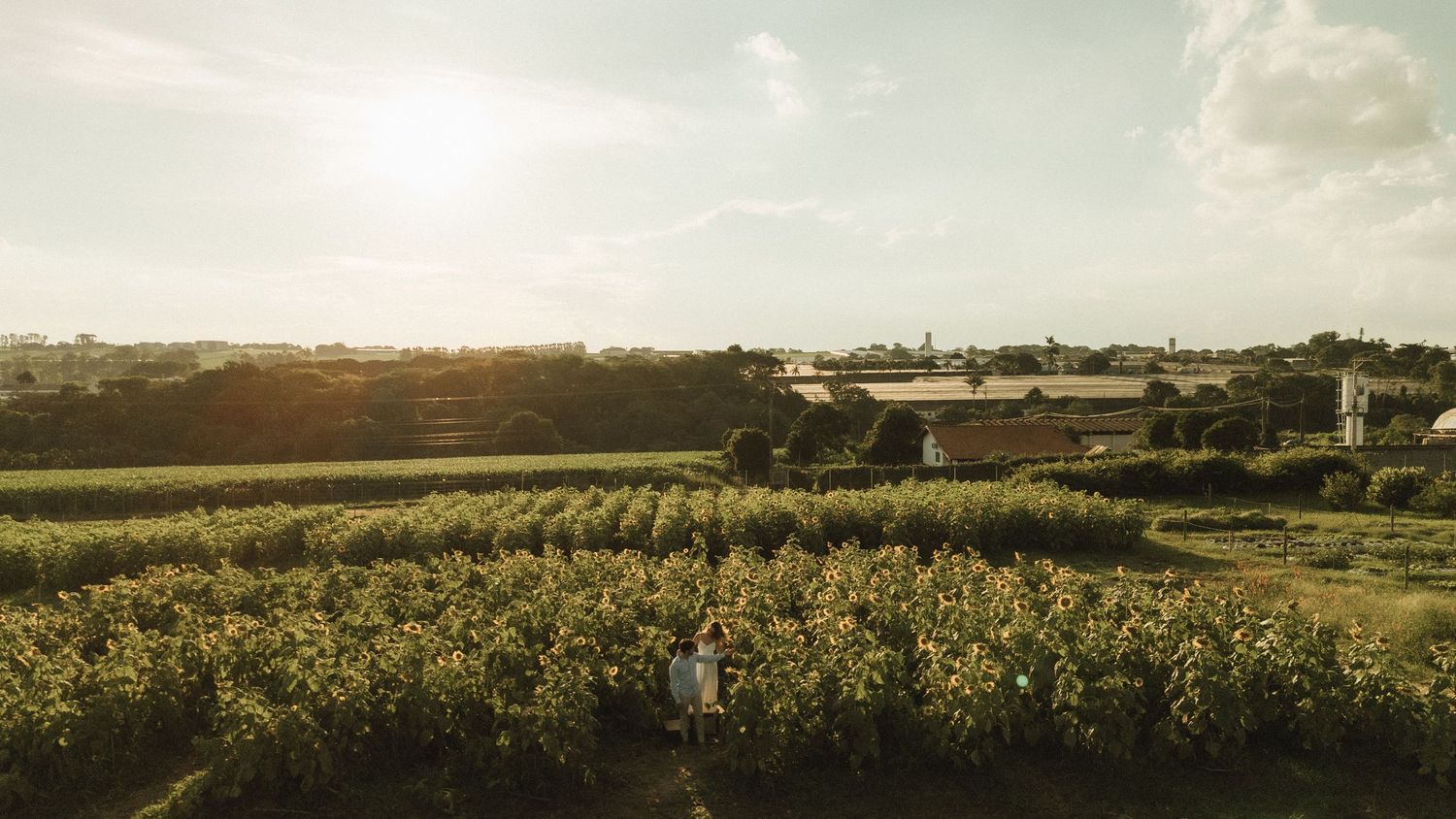 Aerial view of couple standing in lush green vineyard field under soft glowing sunset sky.