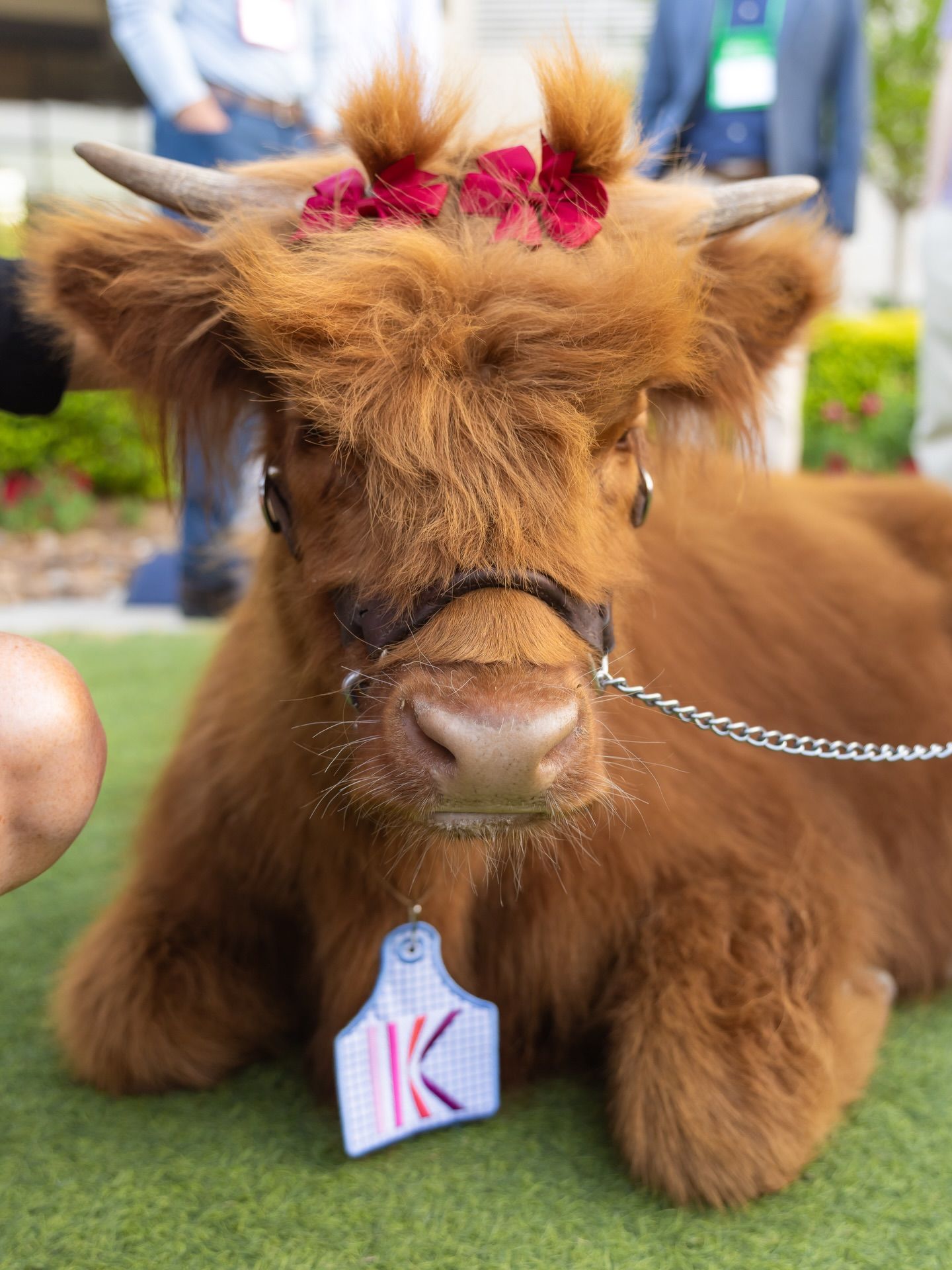 An adorable fluffy Highland calf with red bows and a personalized ear tag sits on grass.