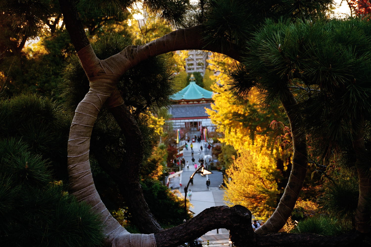 Japanese pagoda temple viewed through circular pine tree branch frame with autumn foliage.