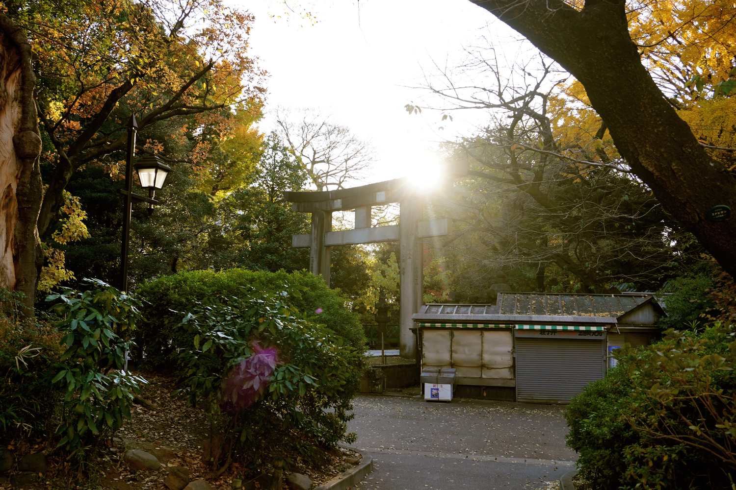 Sunlight streaming through a traditional torii gate in a lush Japanese garden.