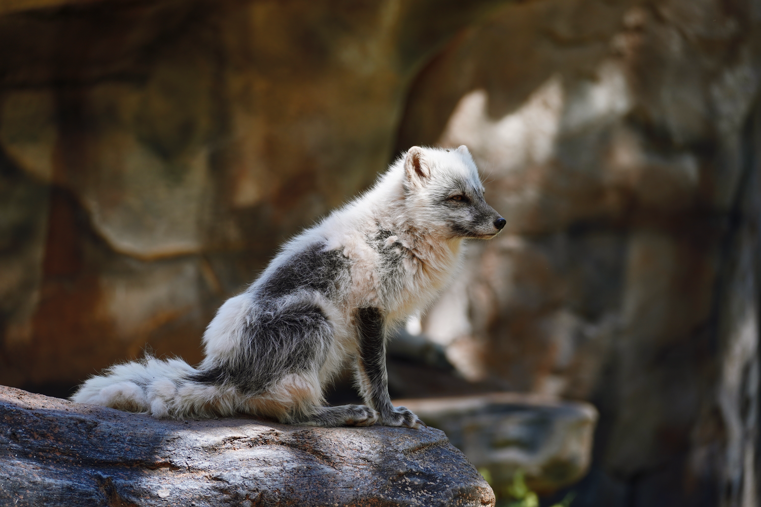 Arctic fox with white and gray fur sitting on a rock in natural habitat.