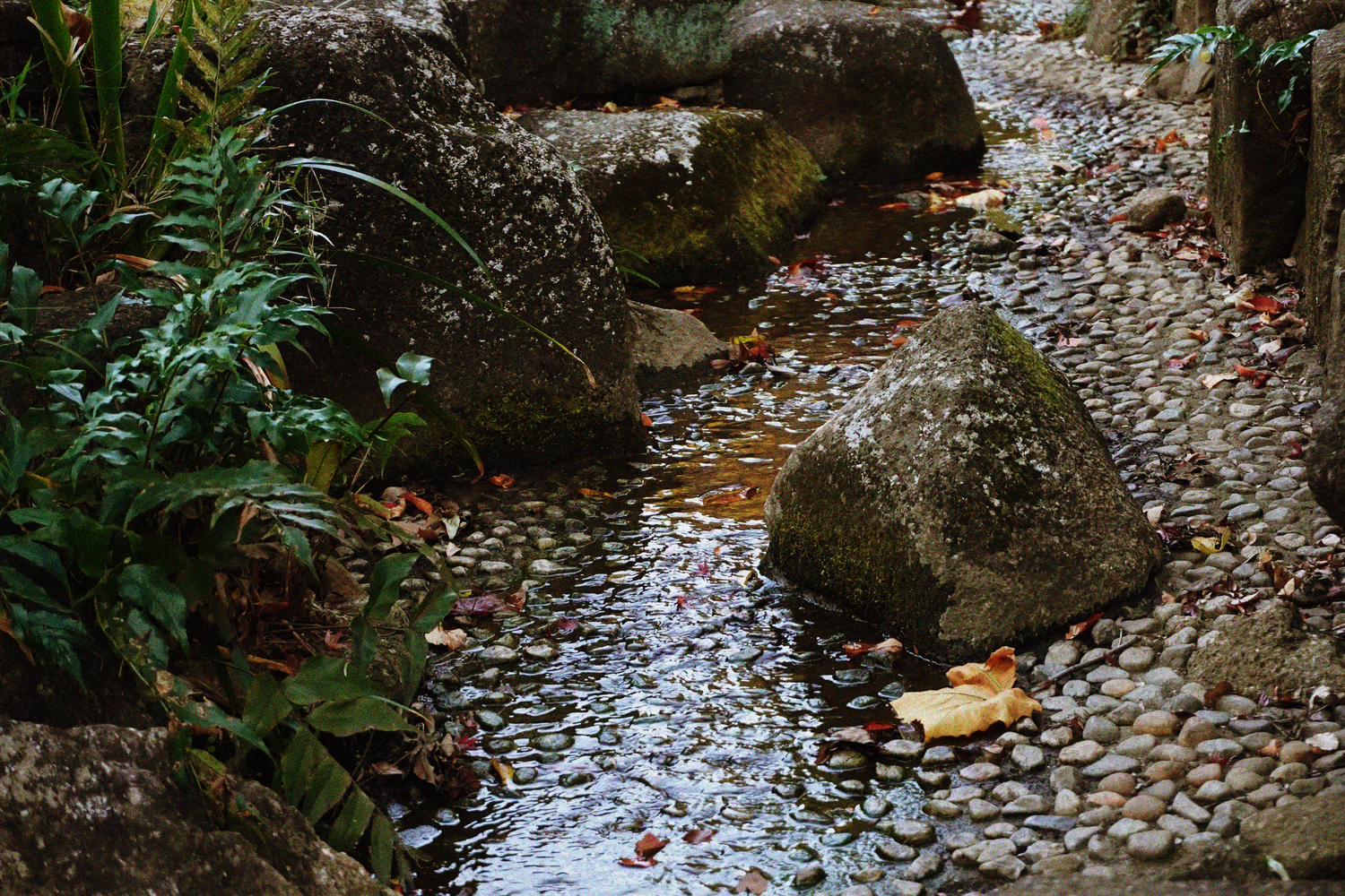 Tranquil Japanese garden stream with moss-covered rocks and fallen autumn leaves on pebbles.