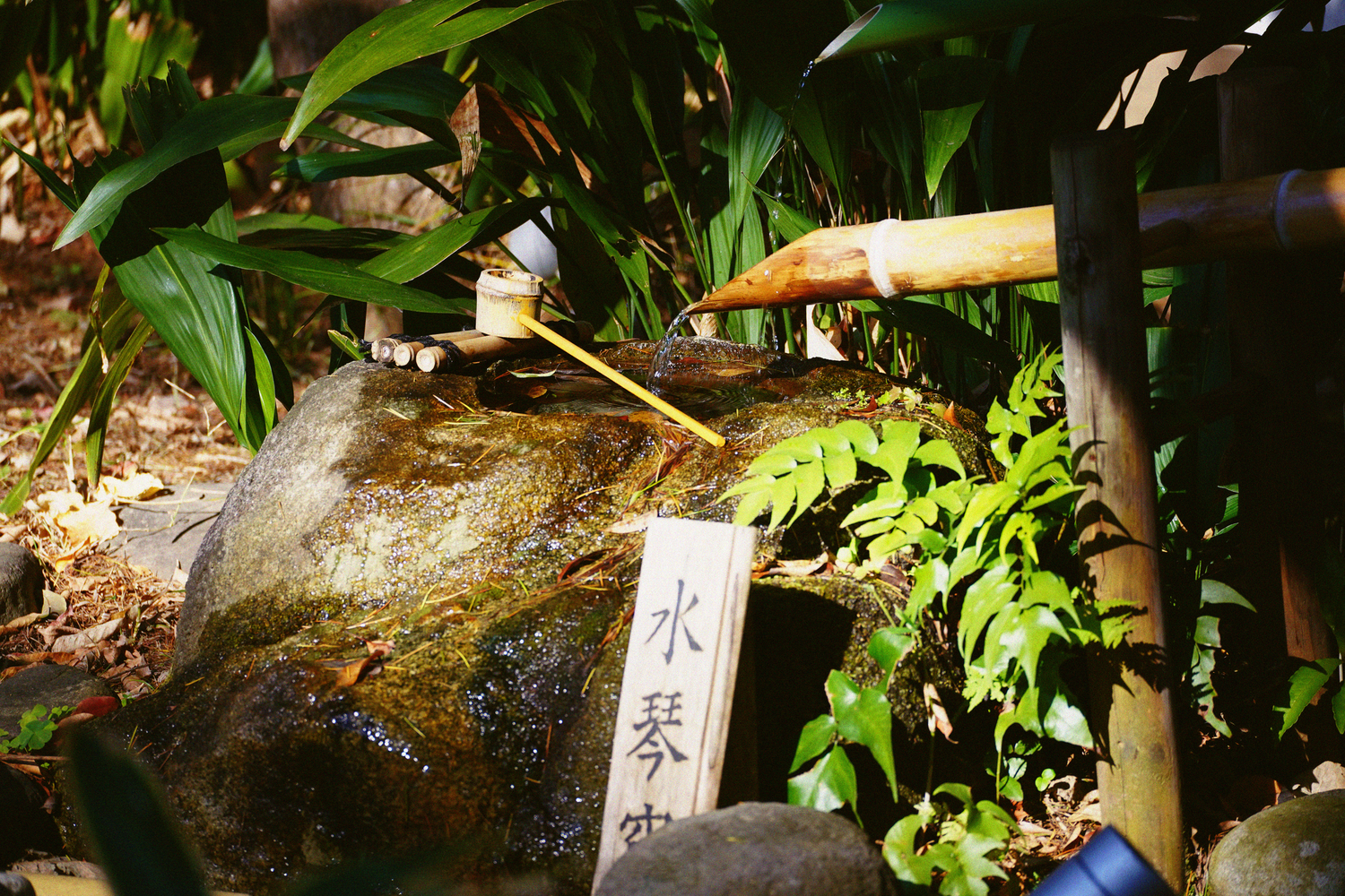 Traditional Japanese bamboo water fountain flowing over a moss-covered stone in a lush garden.