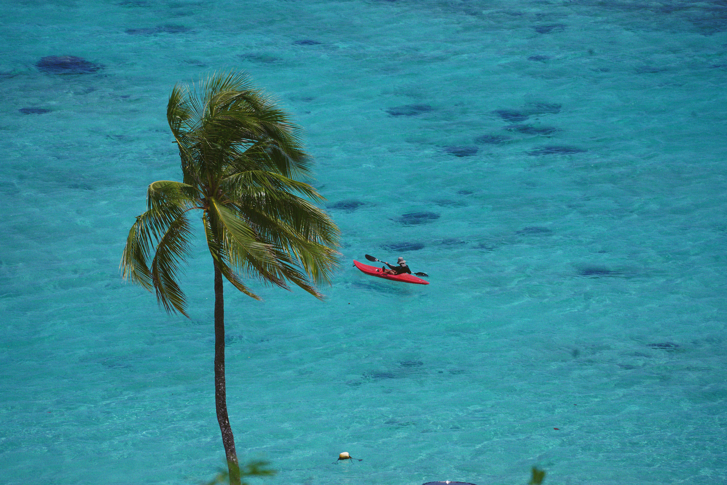 Red kayak floating in stunning turquoise ocean water beside a windswept tropical palm tree.