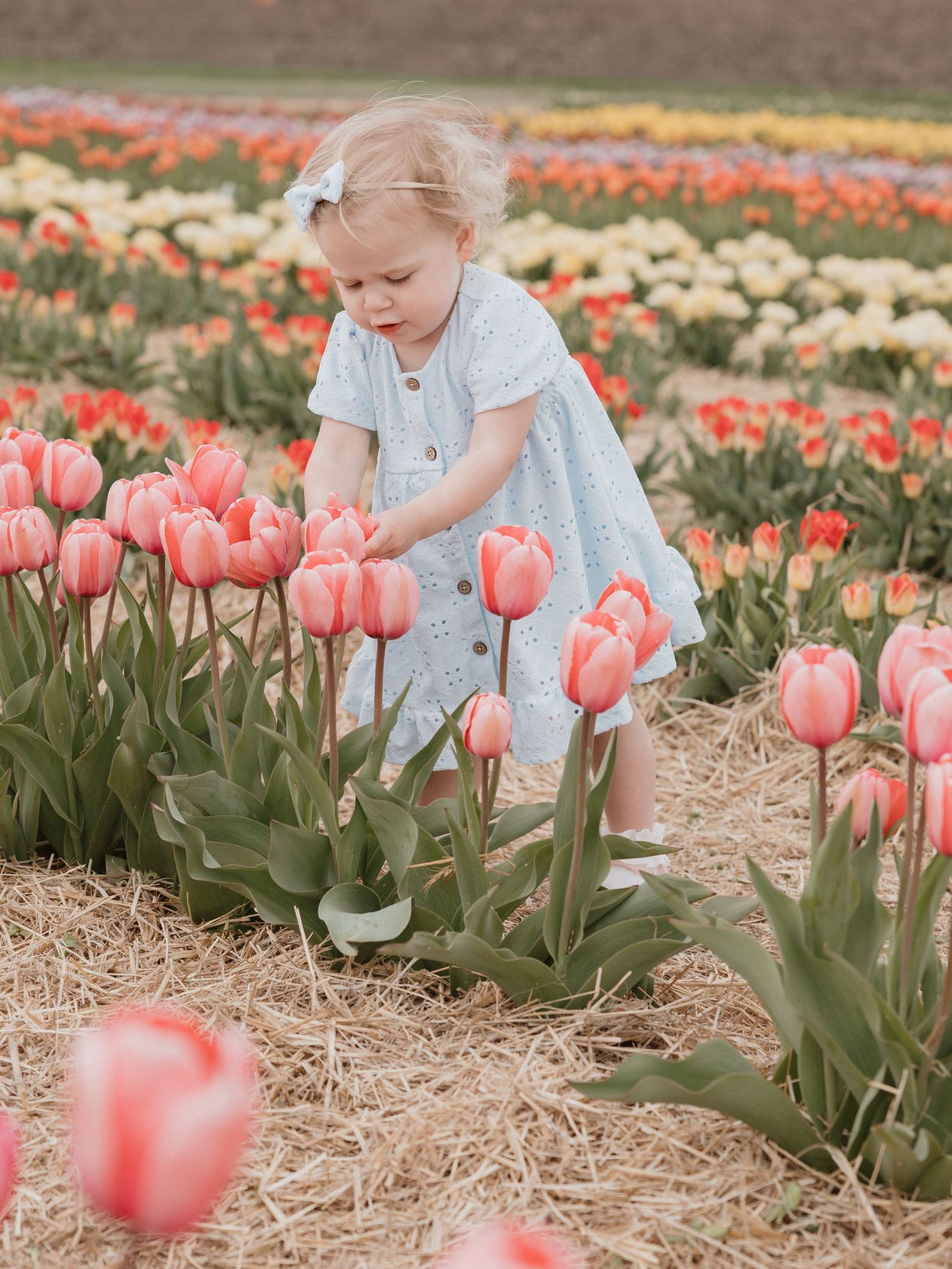 Toddler girl in blue dress exploring a vibrant tulip field with pink, red, and yellow blooms on a spring day.