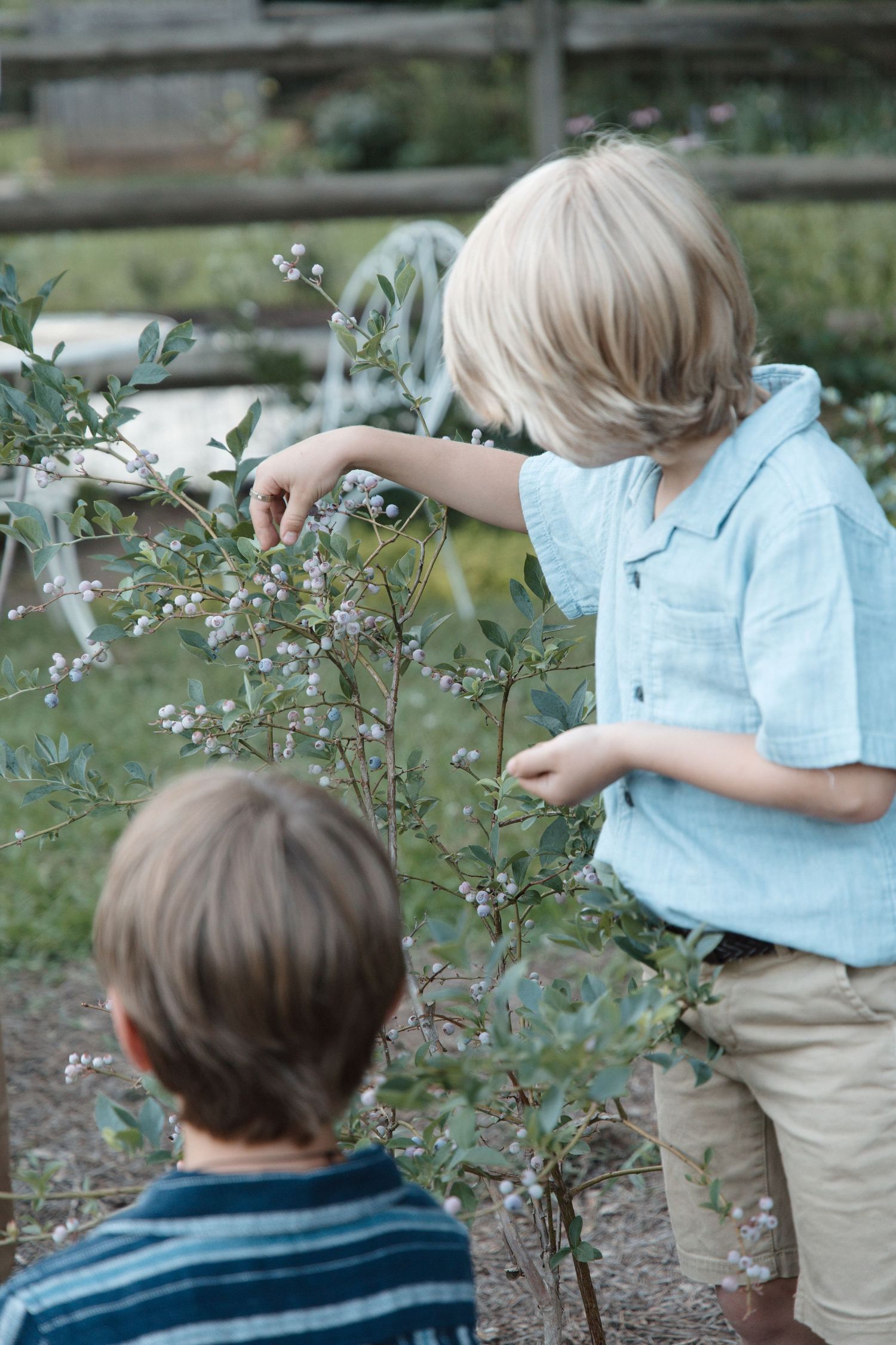 Two boys picking fresh blueberries from a bush in a garden setting.
