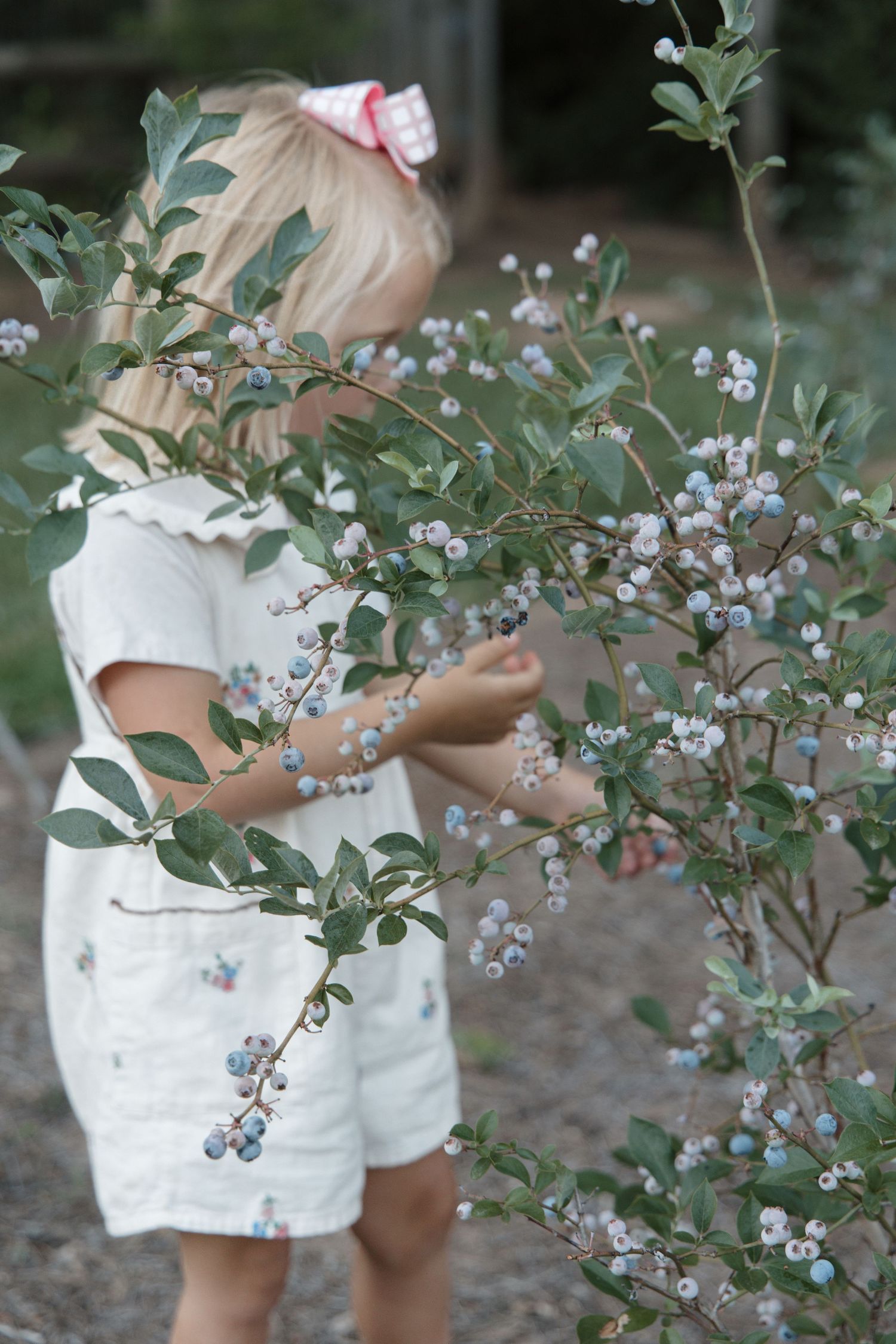 Young blonde girl in white outfit picking fresh blueberries from a bush outdoors.