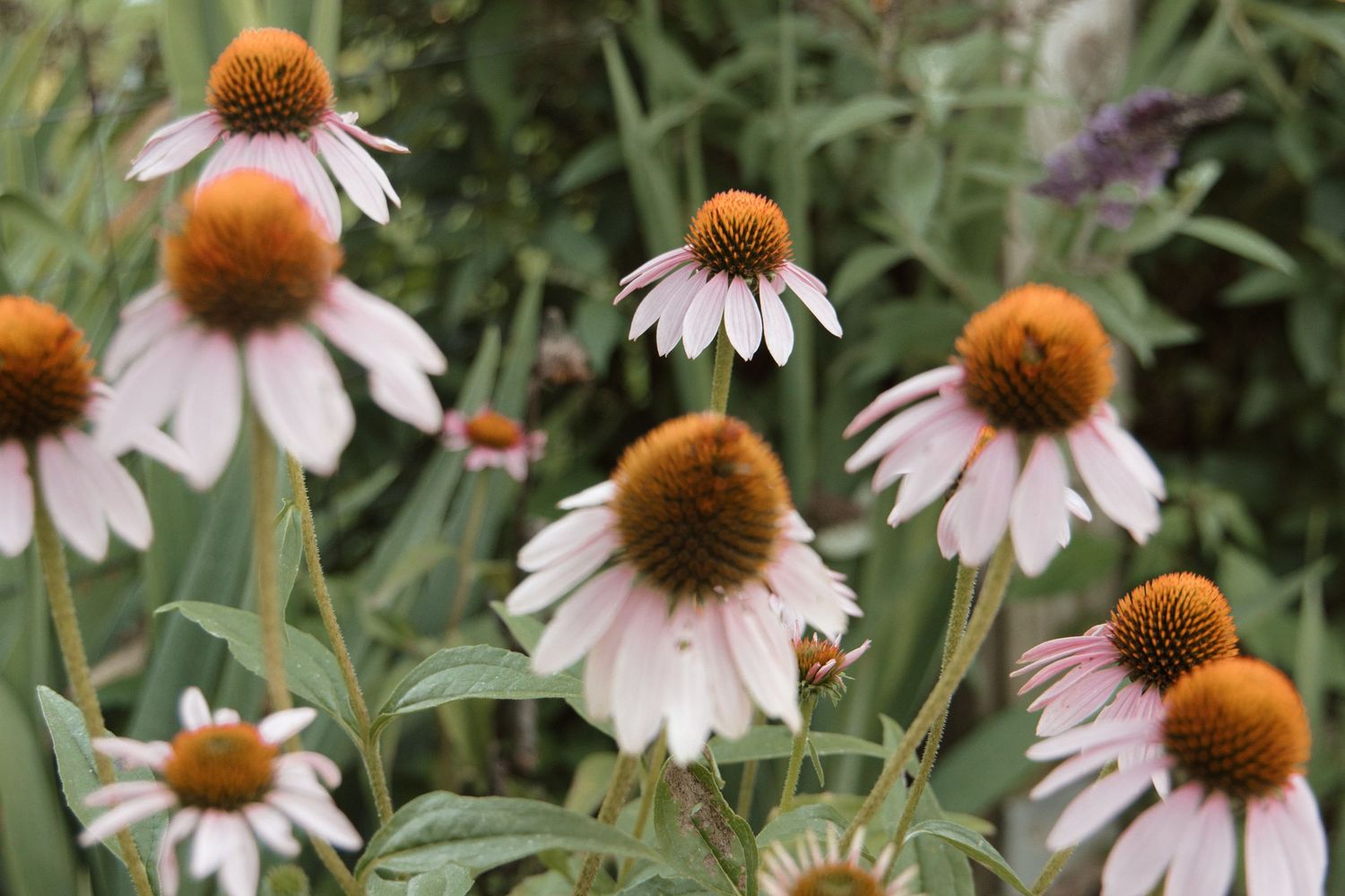 White and orange coneflowers (Echinacea) blooming in a lush garden setting.