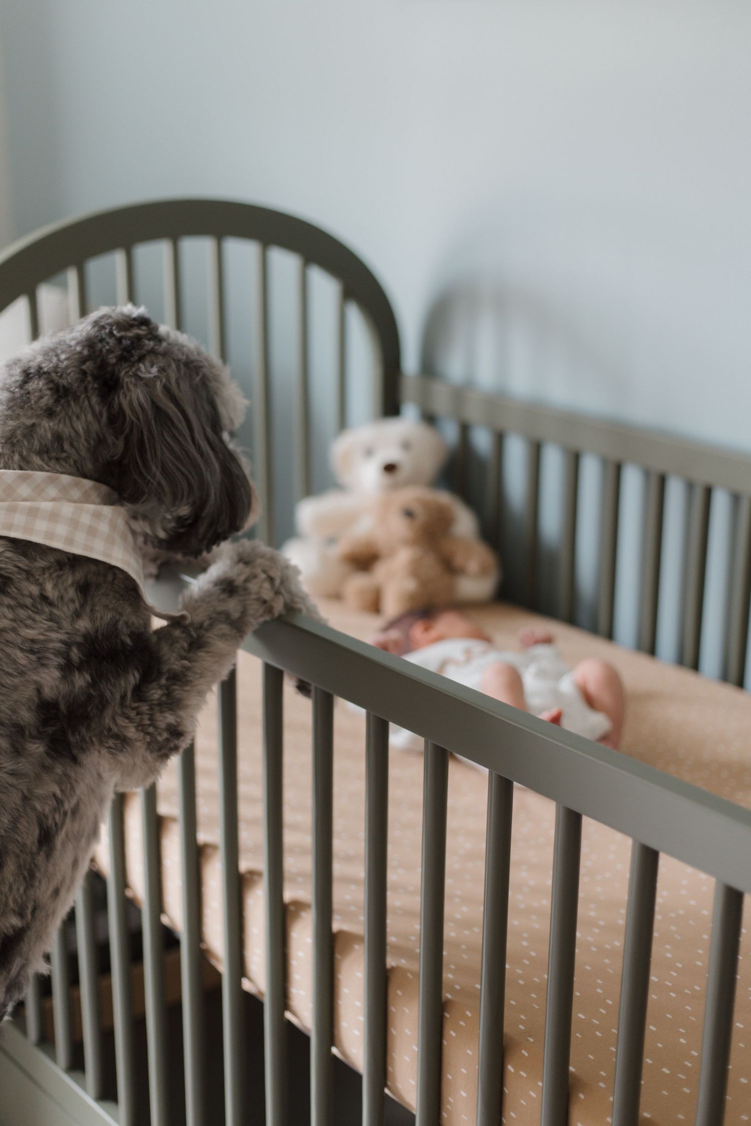A fluffy dog peers into a sage green crib where a newborn baby rests beside a plush teddy bear.
CHARLOTTE NC NEWBORN PHOTOGRAPHER