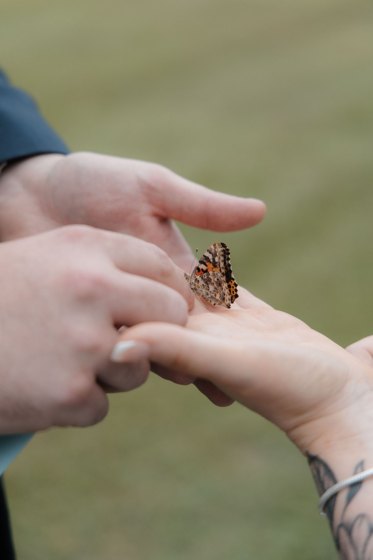 A painted lady butterfly resting on a person's hand with a tattoo, while another hand points toward it.
