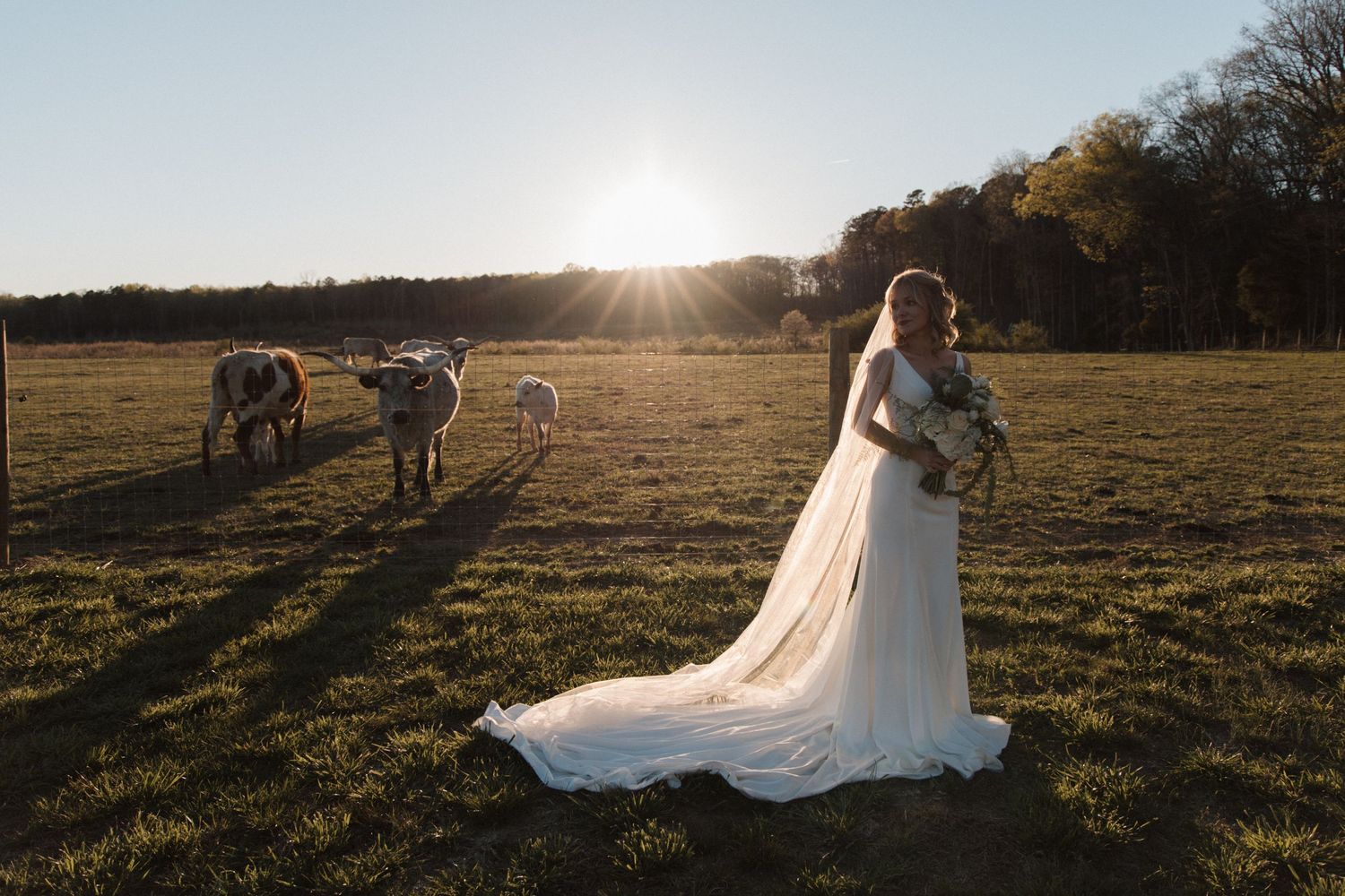 Bride in white gown with veil stands in sunlit field near cattle at golden hour, holding bouquet.
CHARLOTTE NC WEDDING PHOTOGRAPHER