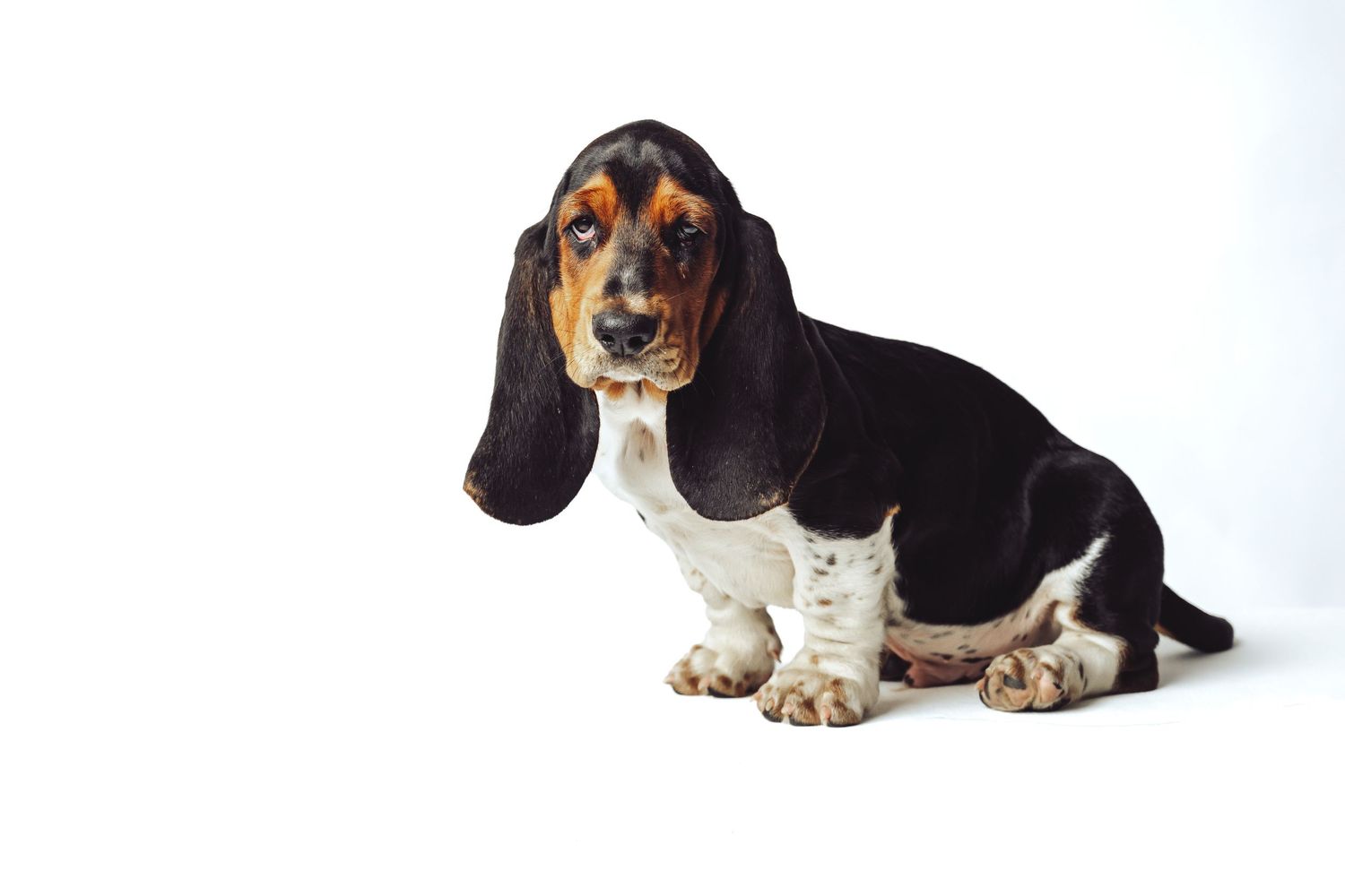 A cute Basset Hound puppy with long floppy ears sits against a white background, looking curiously at the camera.