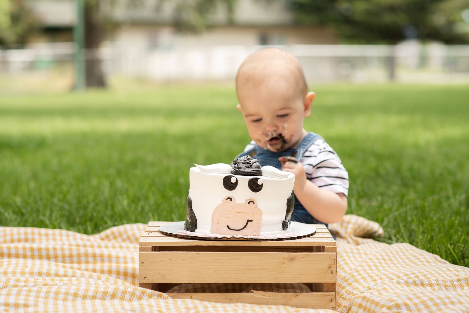 Baby boy eating cow-themed first birthday smash cake outdoors on grass picnic blanket.
