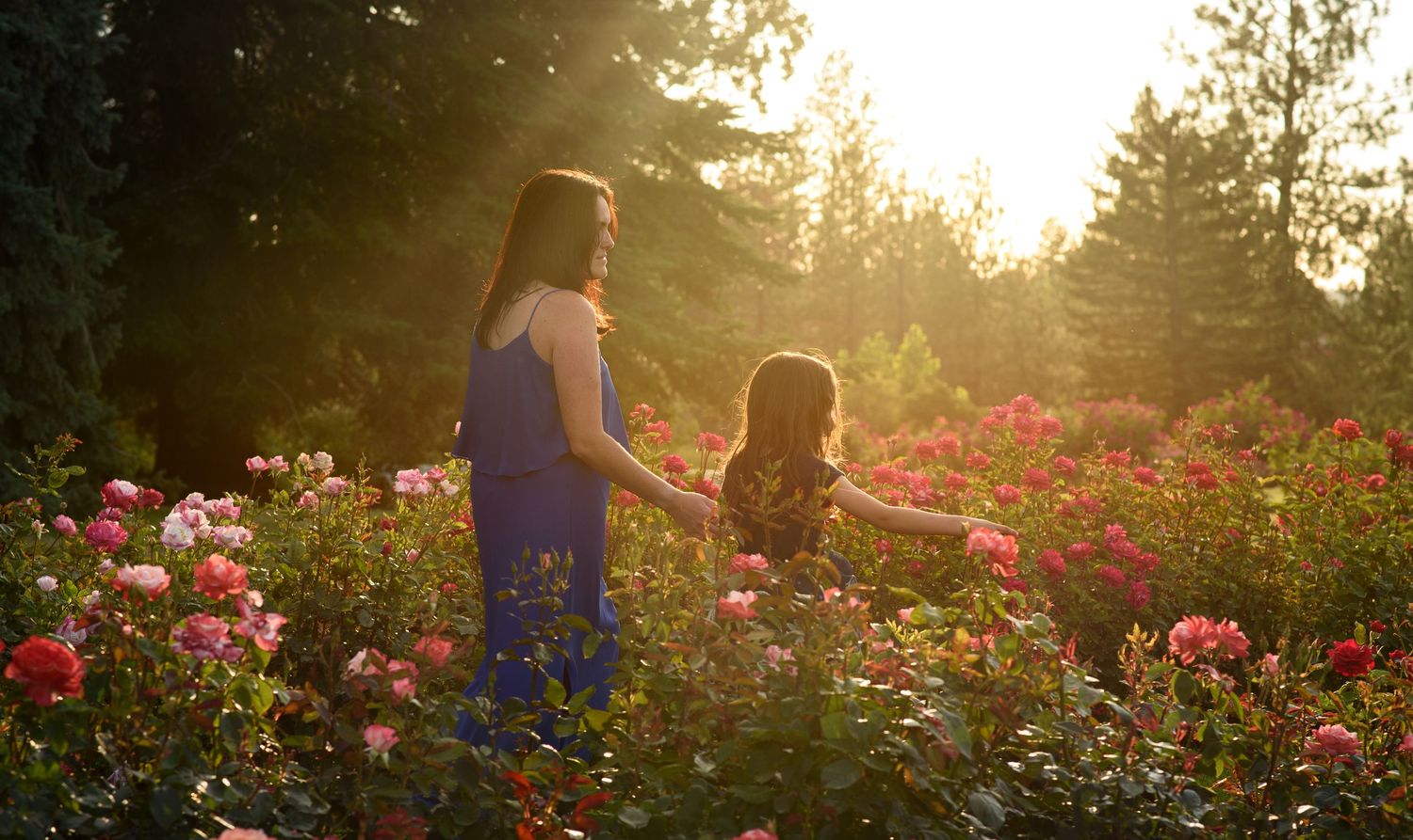 Mother and young daughter walk hand in hand through a blooming rose garden in warm golden sunlight surrounded by tall trees.