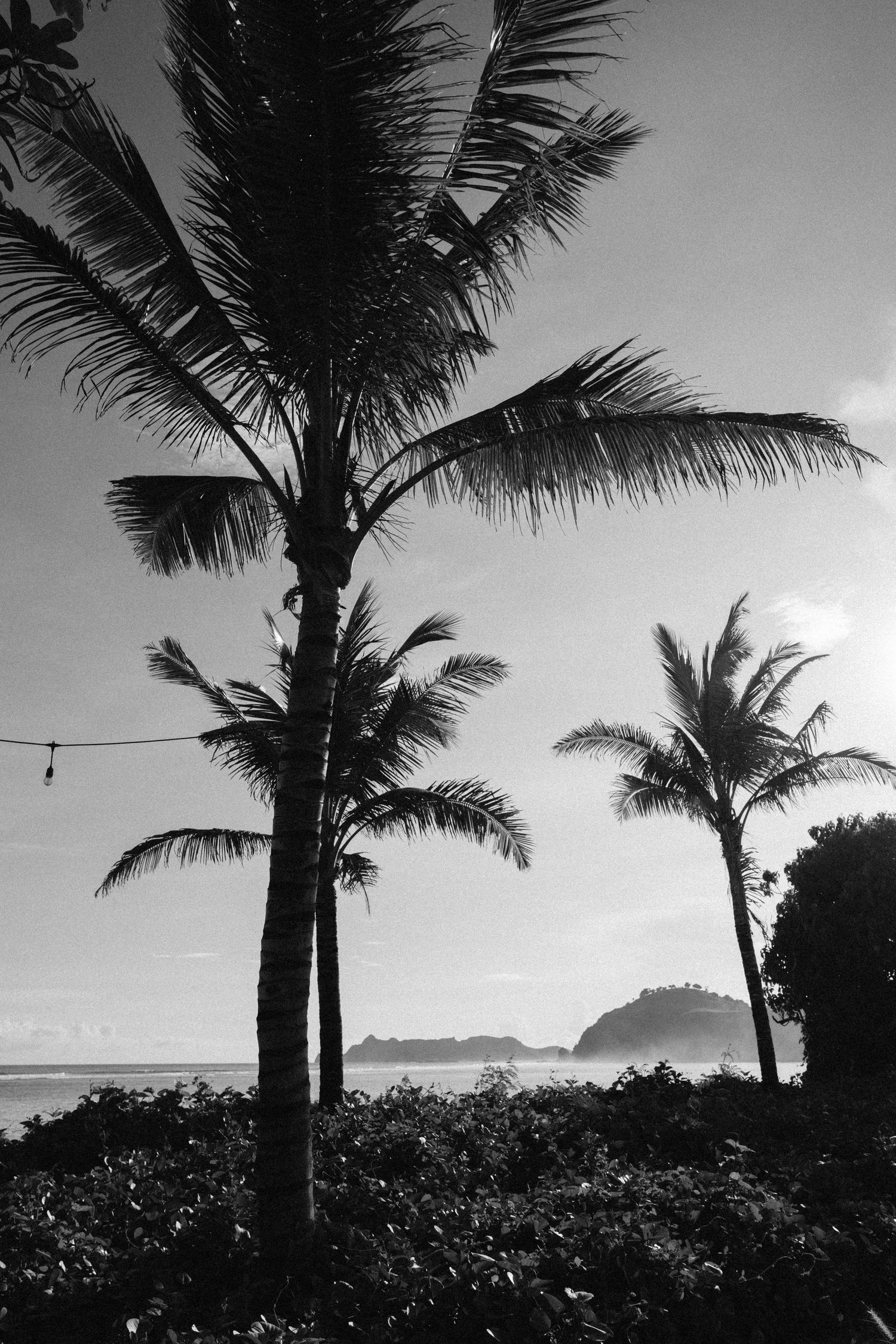 Palm trees silhouetted near the ocean in black and white light.