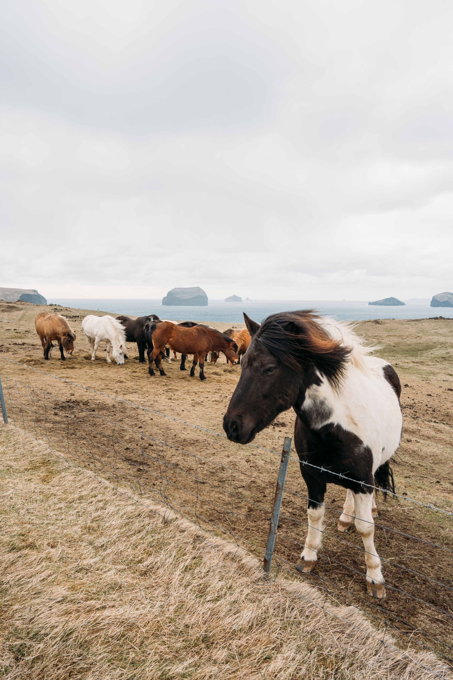 Group of horses grazing in open coastal landscape under overcast sky.