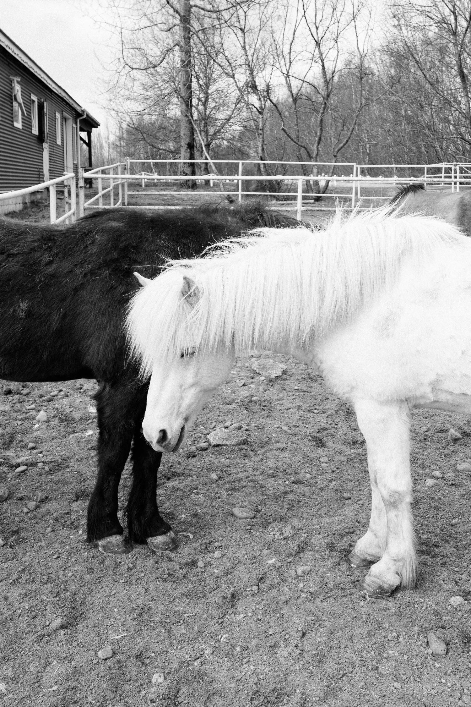 Black and white photograph of two horses standing together in a fenced paddock.