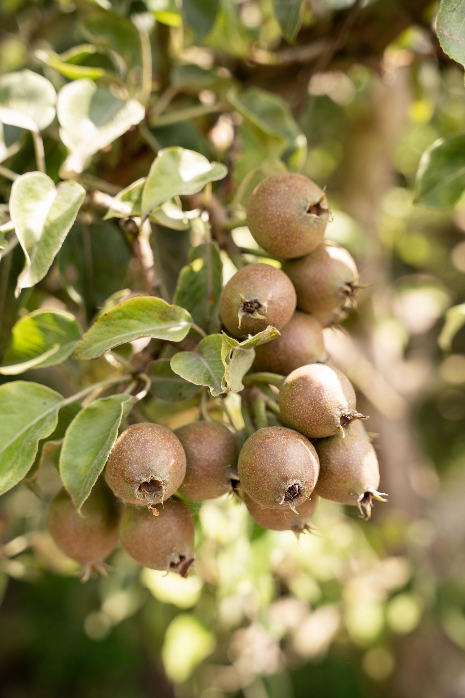 Fresh pears growing on tree branches with green leaves in sunlight.