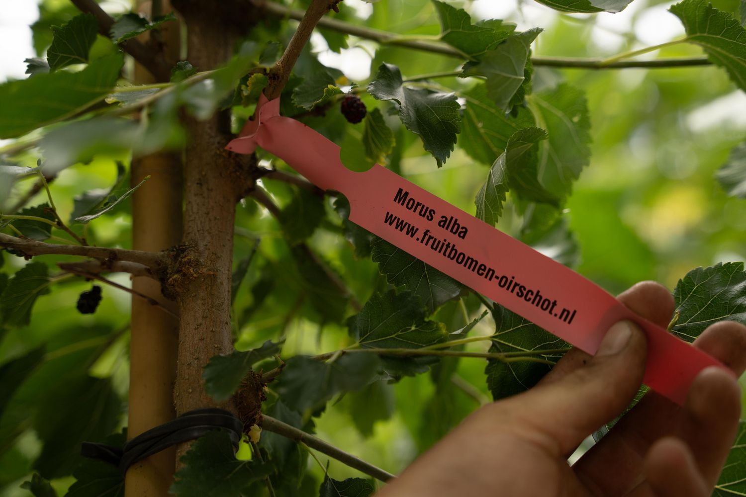 Close-up of red identification tags attached to apple tree branches in a nursery.