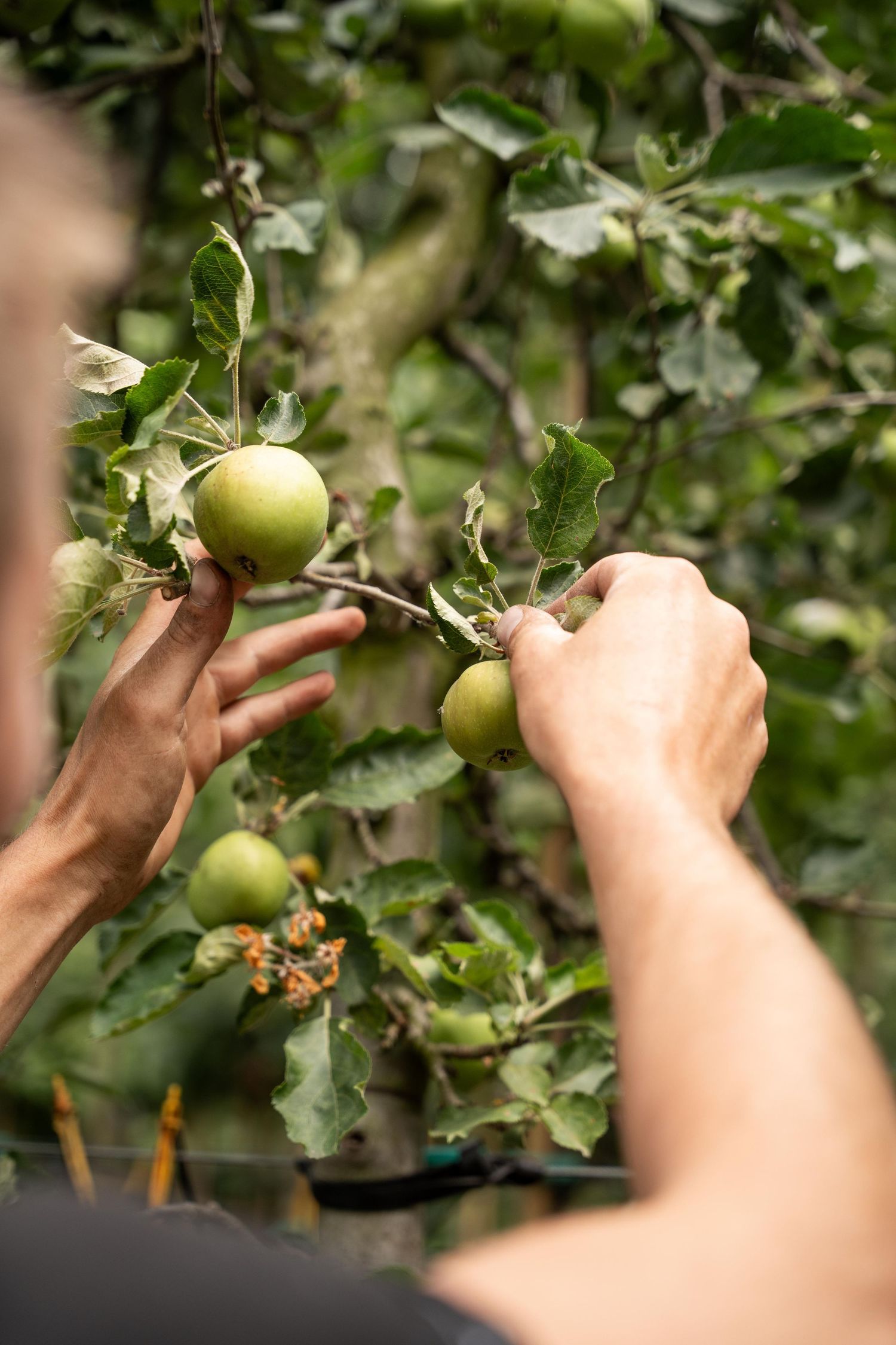 Hands reaching to inspect green apples growing on tree branches.