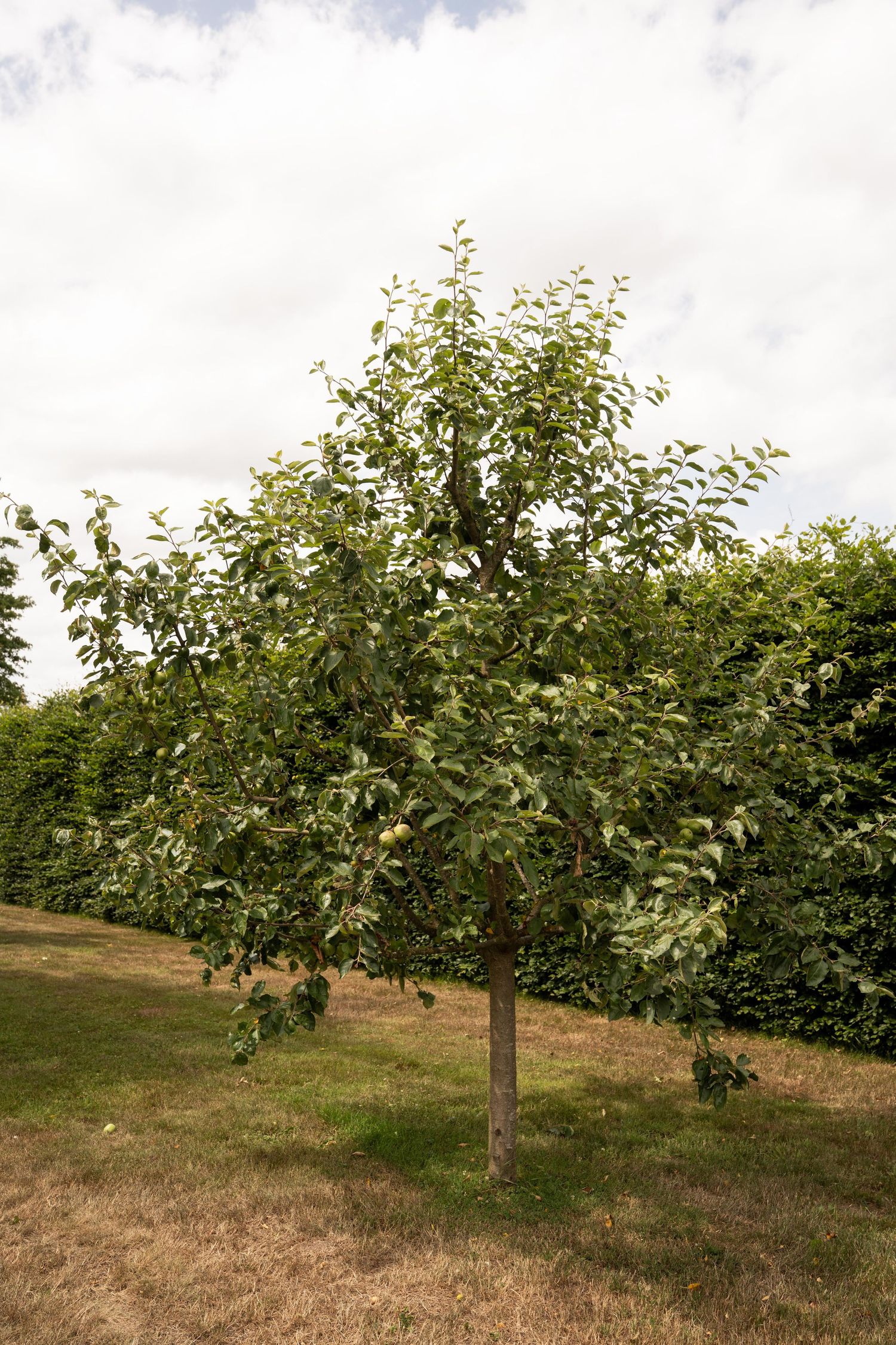Rows of young apple trees growing in an orchard with green foliage against a cloudy sky.